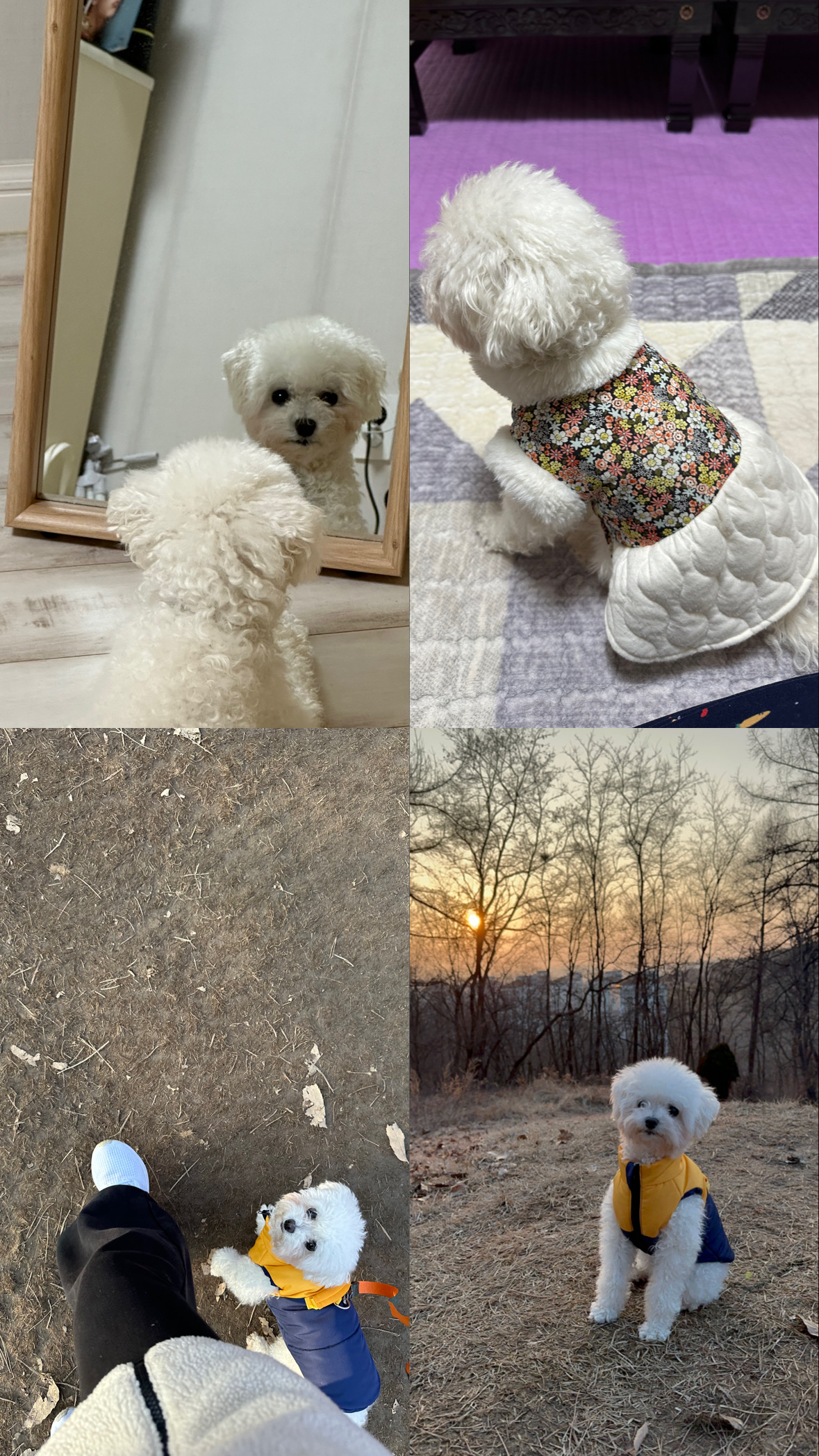 콩설이(조이) 입양 3개월 후기