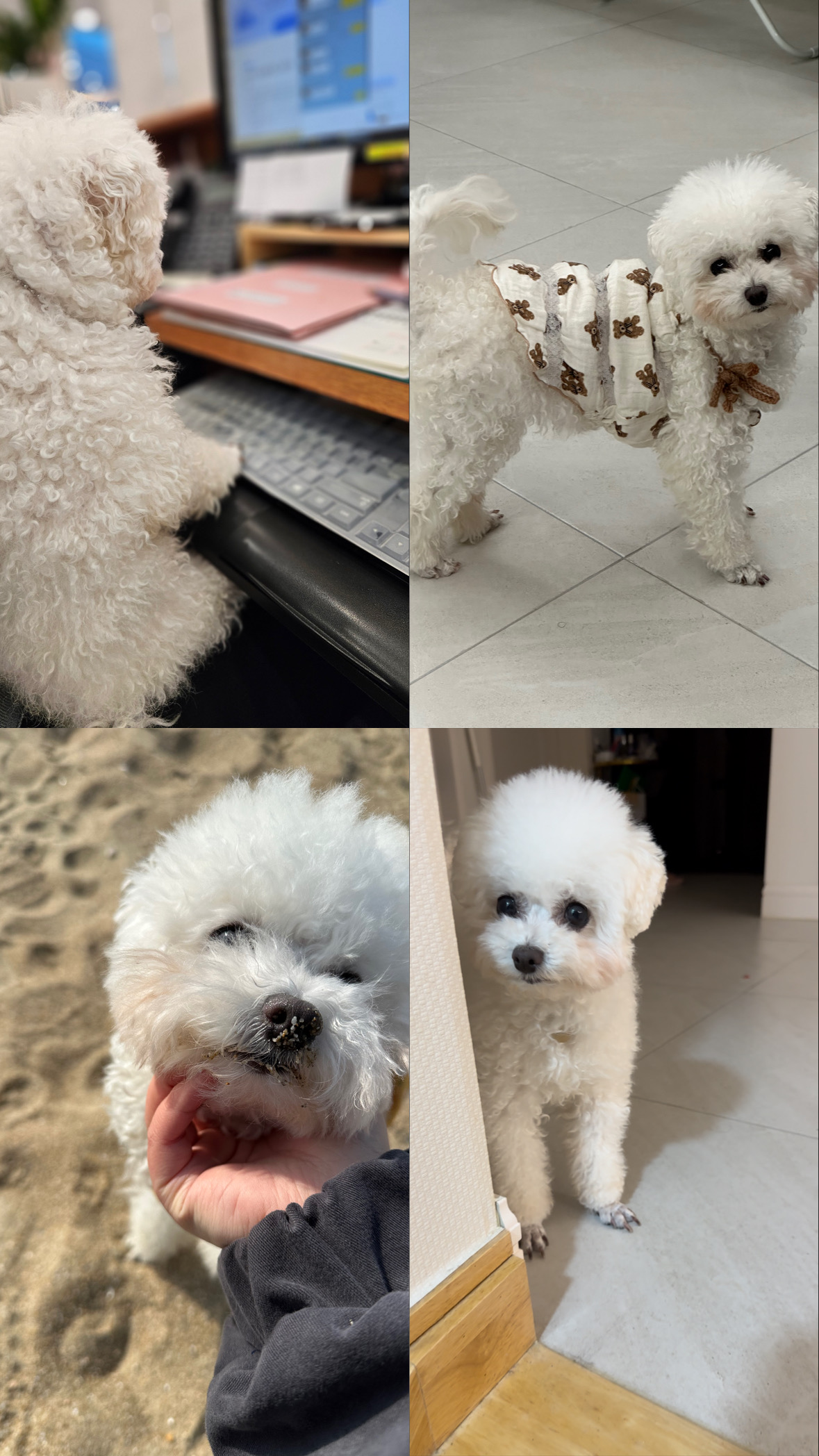 콩설이(조이) 입양 3개월 후기