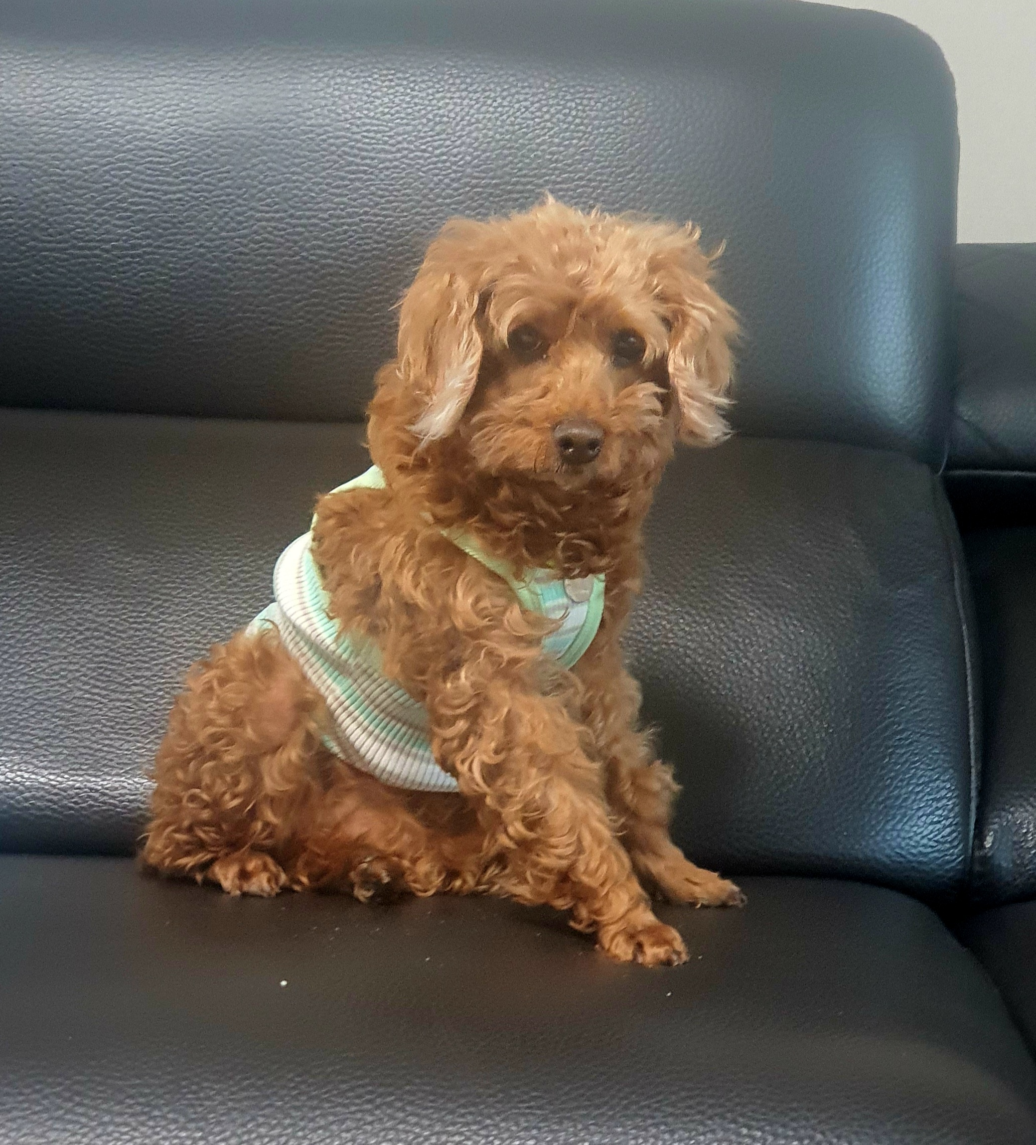 랑이(골푸) 입양 일주일째