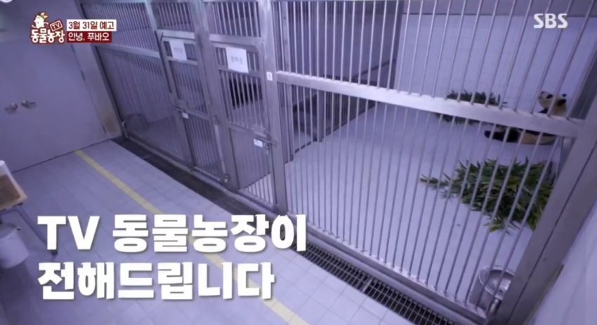 에버랜드 푸바오 검역 환경 
