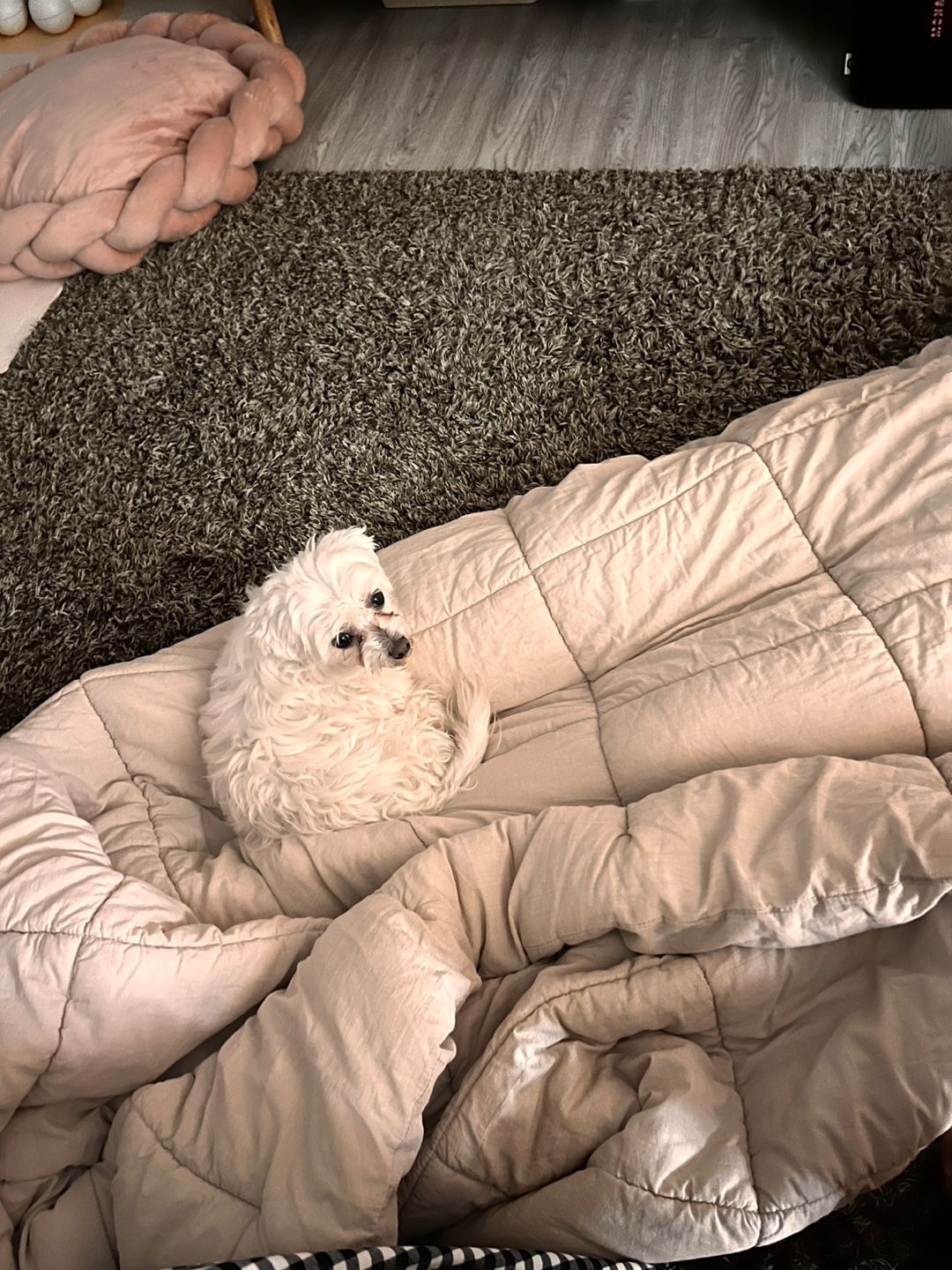 뽀또(하즈) 입양 후 일주일 일상💕