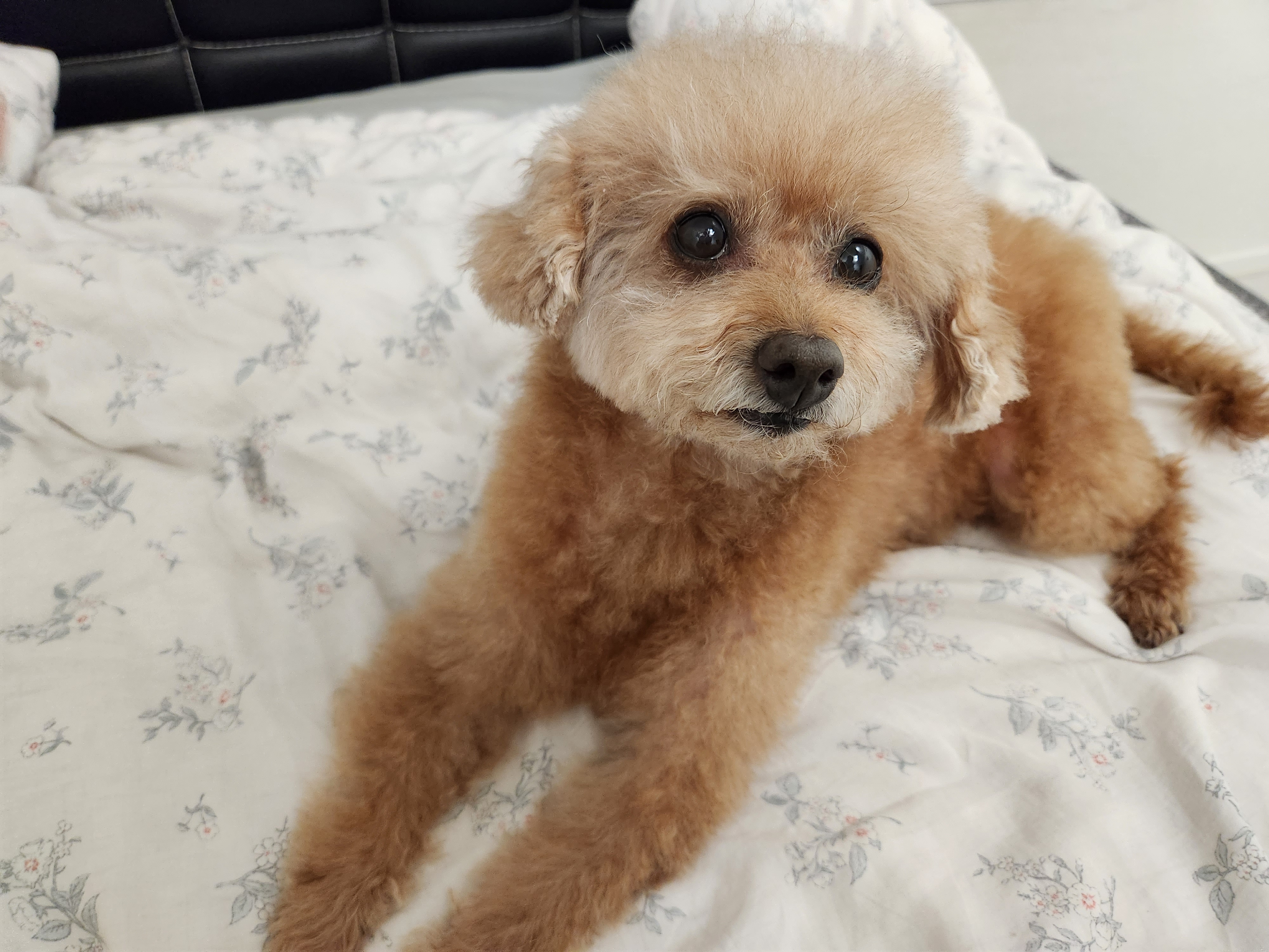 은동이 (구 영천 모들이) 4주년 지났네요