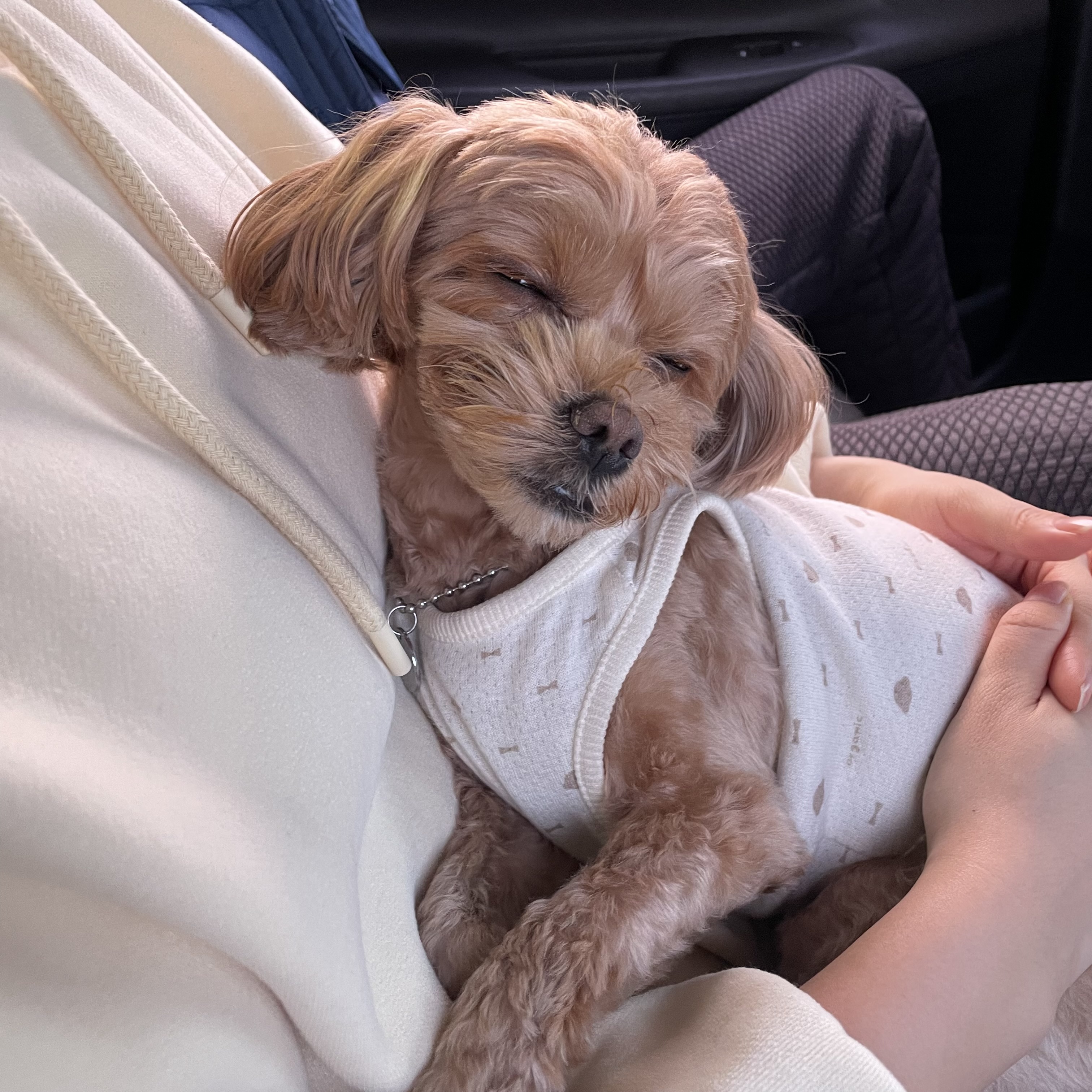 온느(봉봉이) 입양 1년 후기입니다:)
