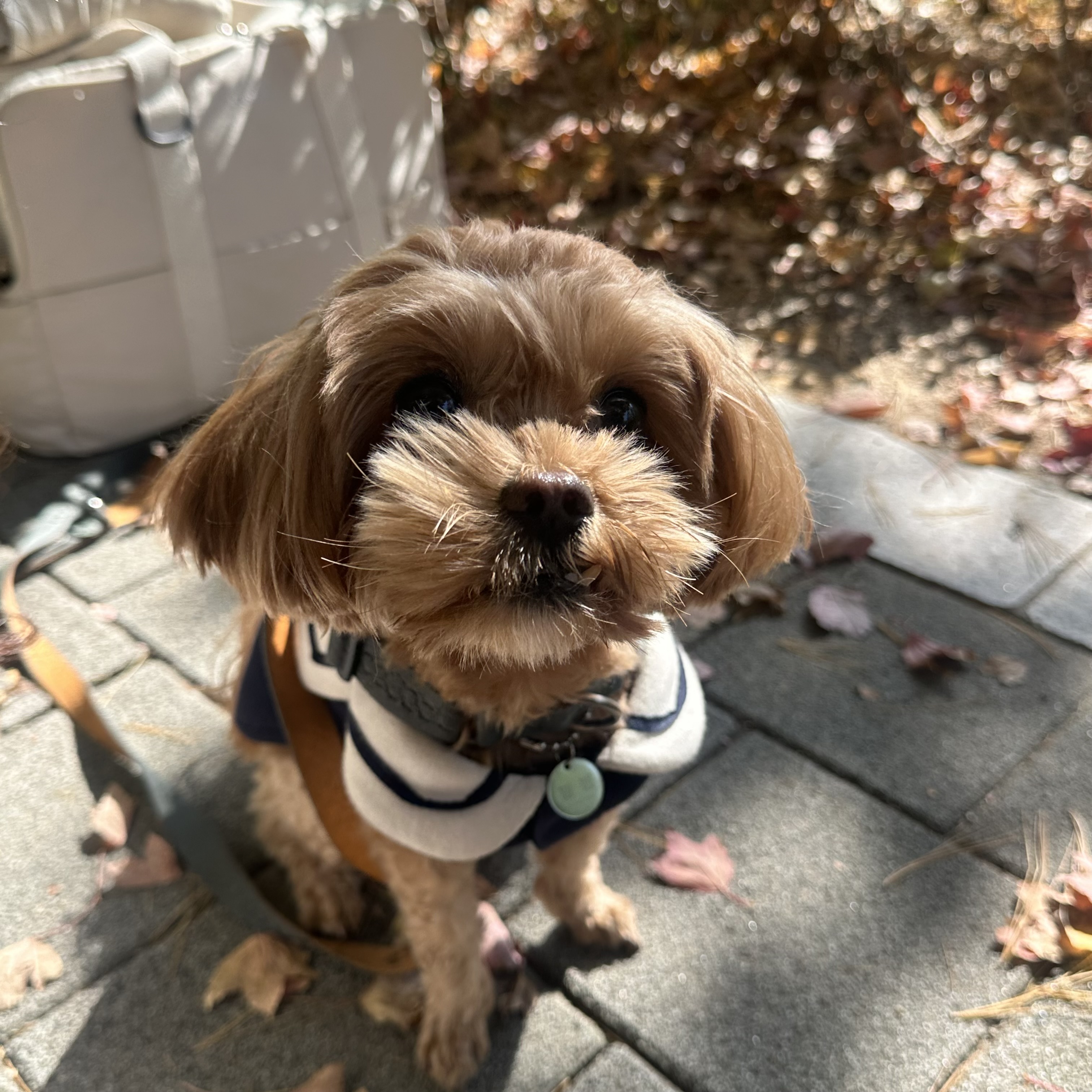 온느(봉봉이) 입양 1년 후기입니다:)