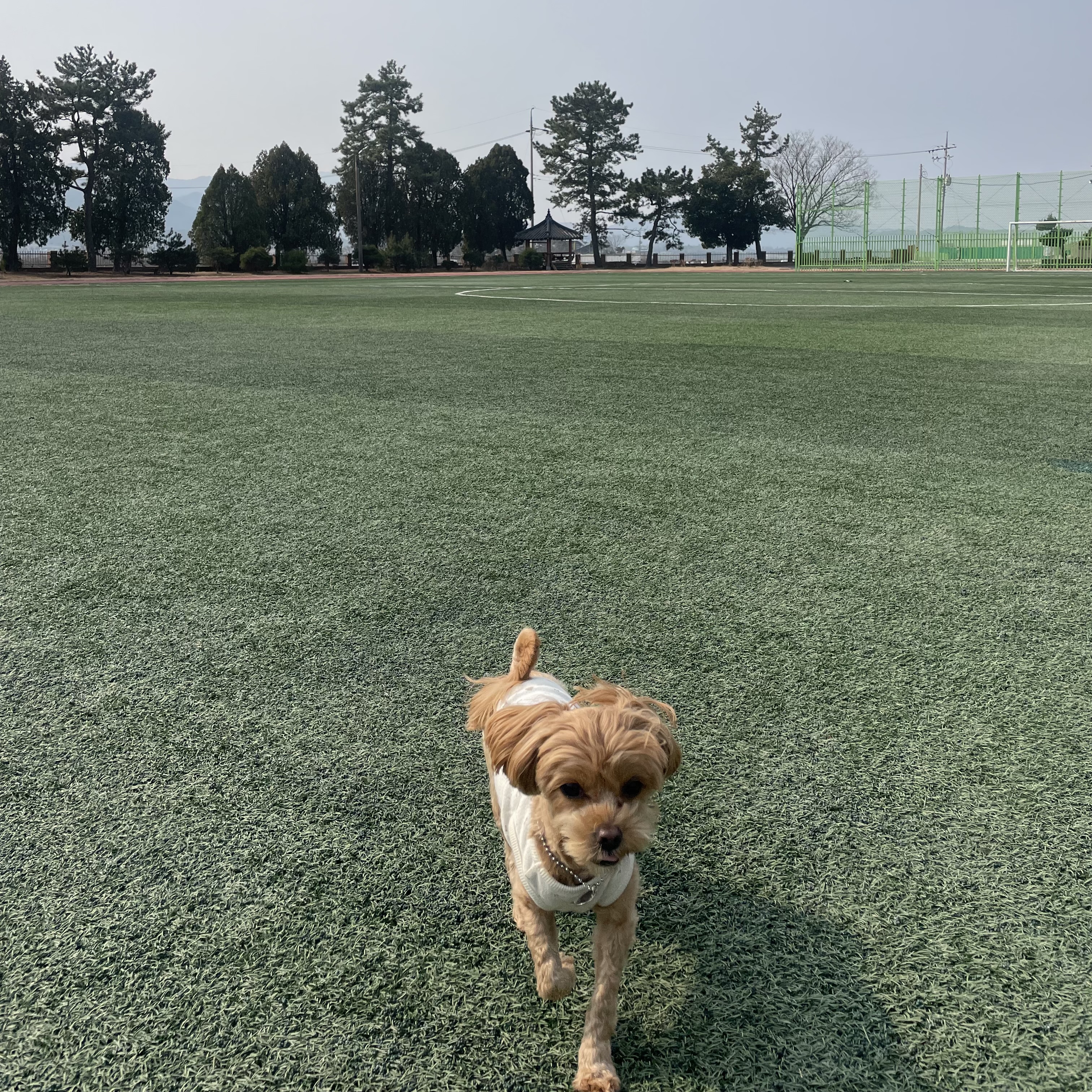 온느(봉봉이) 입양 1년 후기입니다:)