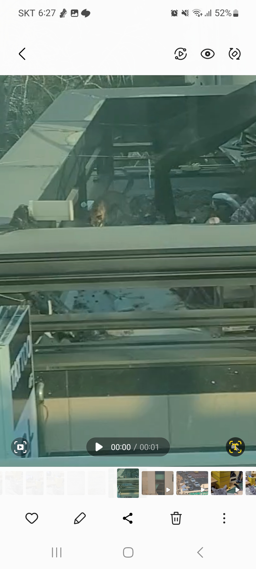 서울 한복판 건물 옥상에 방치된 개가 있어요