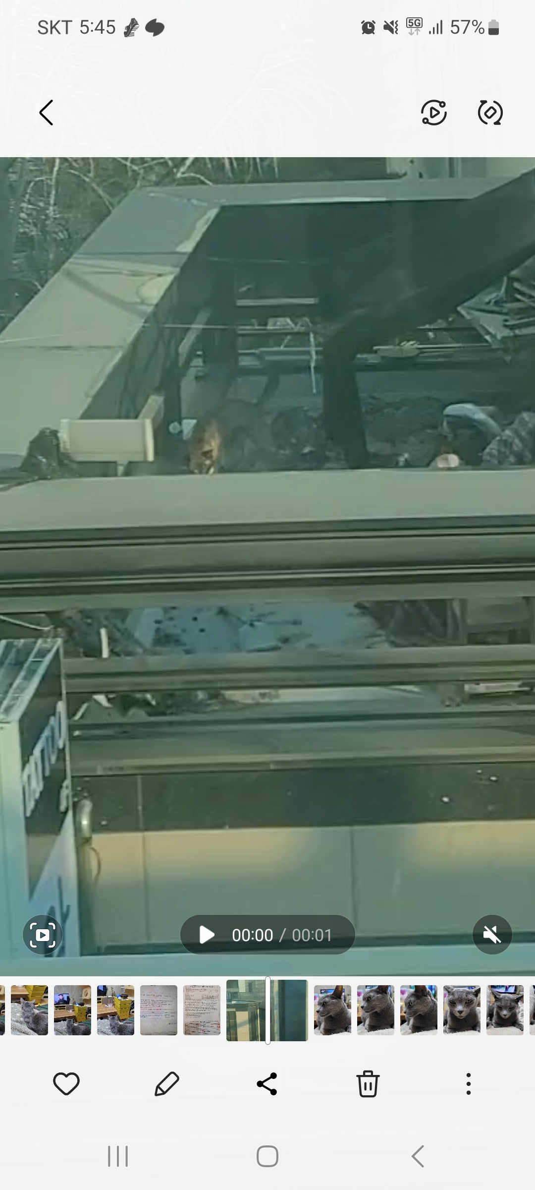 서울 한복판 건물 옥상에 방치된 개가 있어요