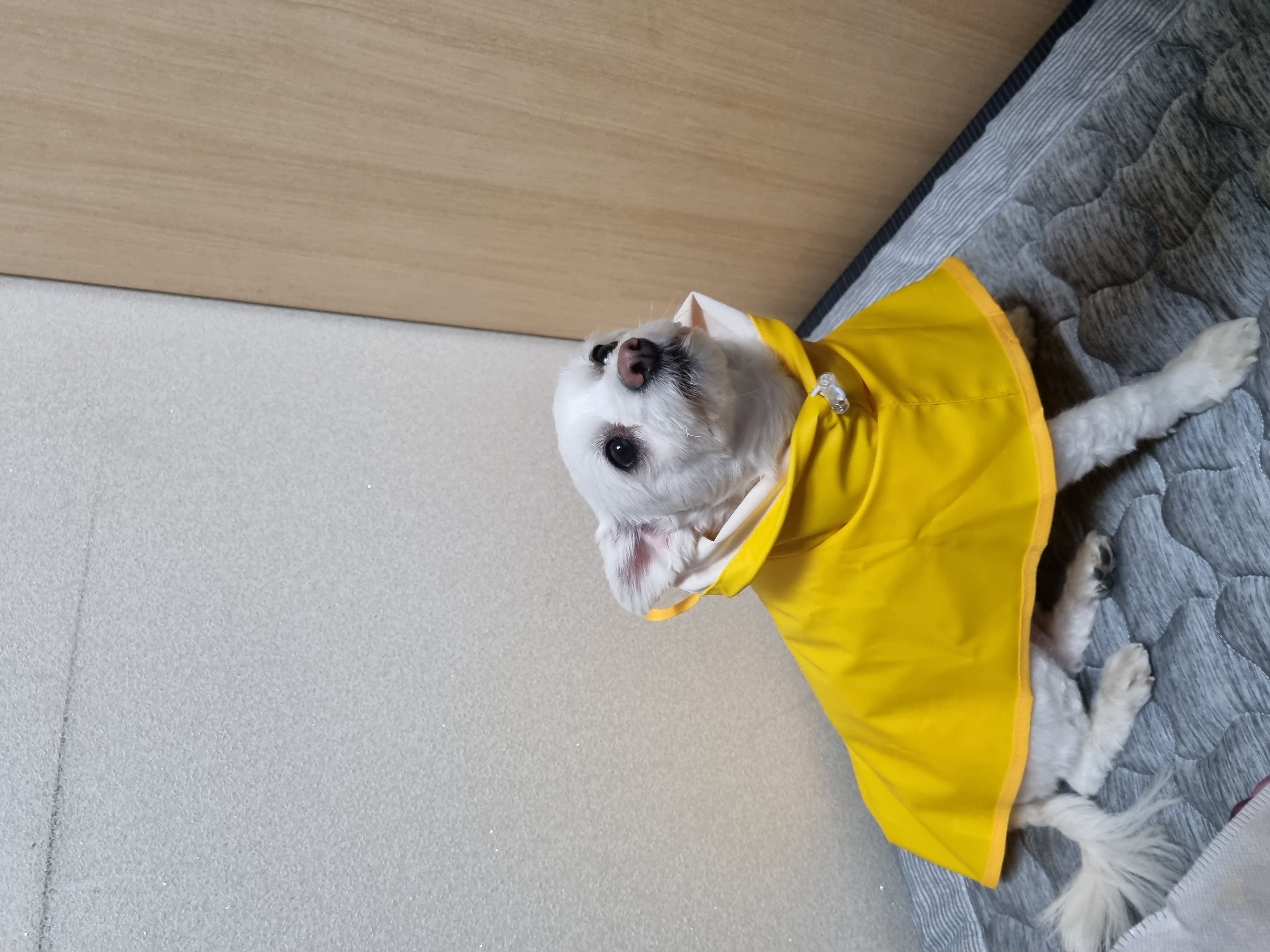 봄이(그오) 벌써 3년차입니다!