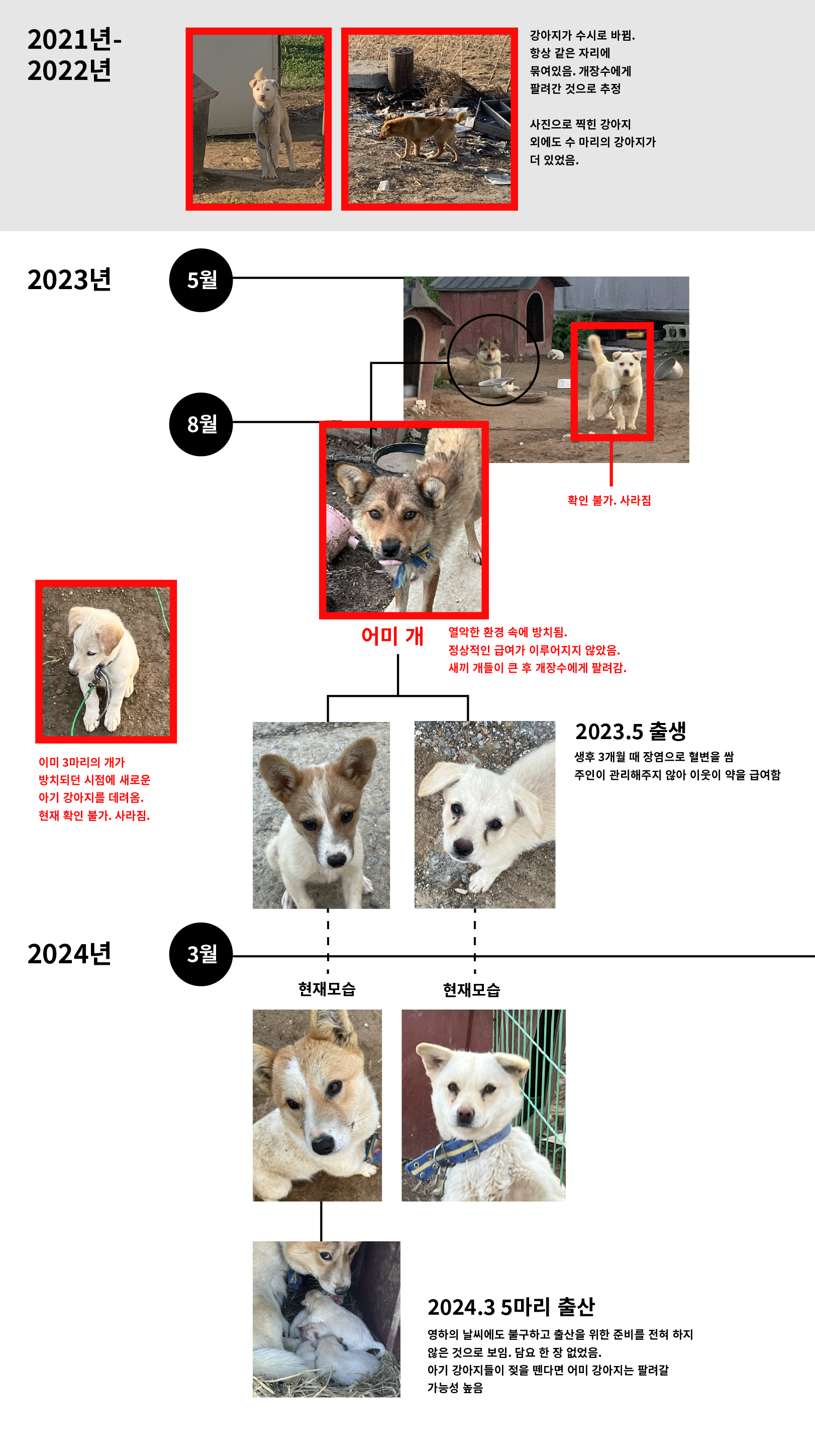 논 한가운데 열악한 환경에 방치된 강아지들이 식용견으로 팔리기 전에 도와주세요