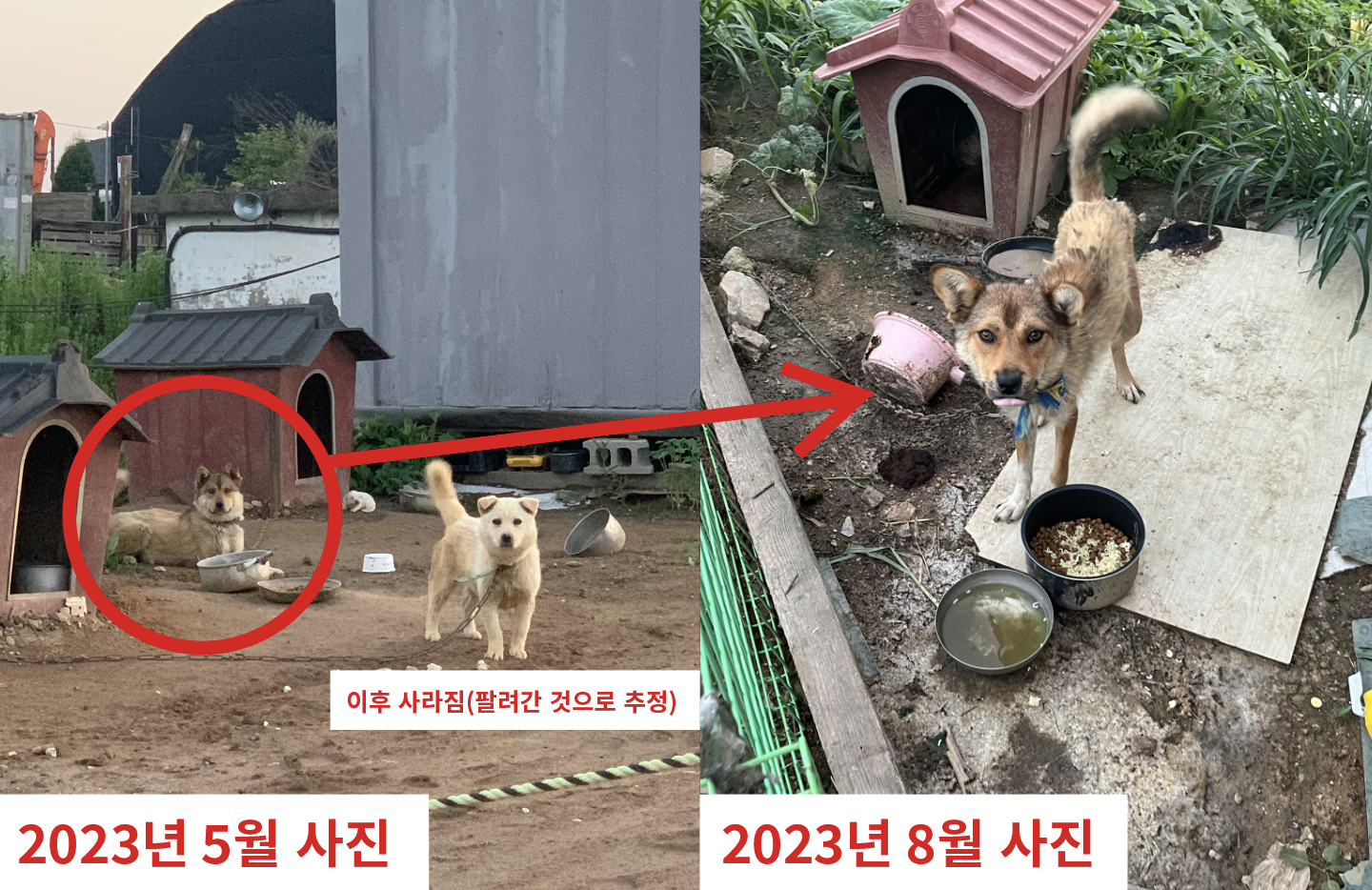 논 한가운데 열악한 환경에 방치된 강아지들이 식용견으로 팔리기 전에 도와주세요