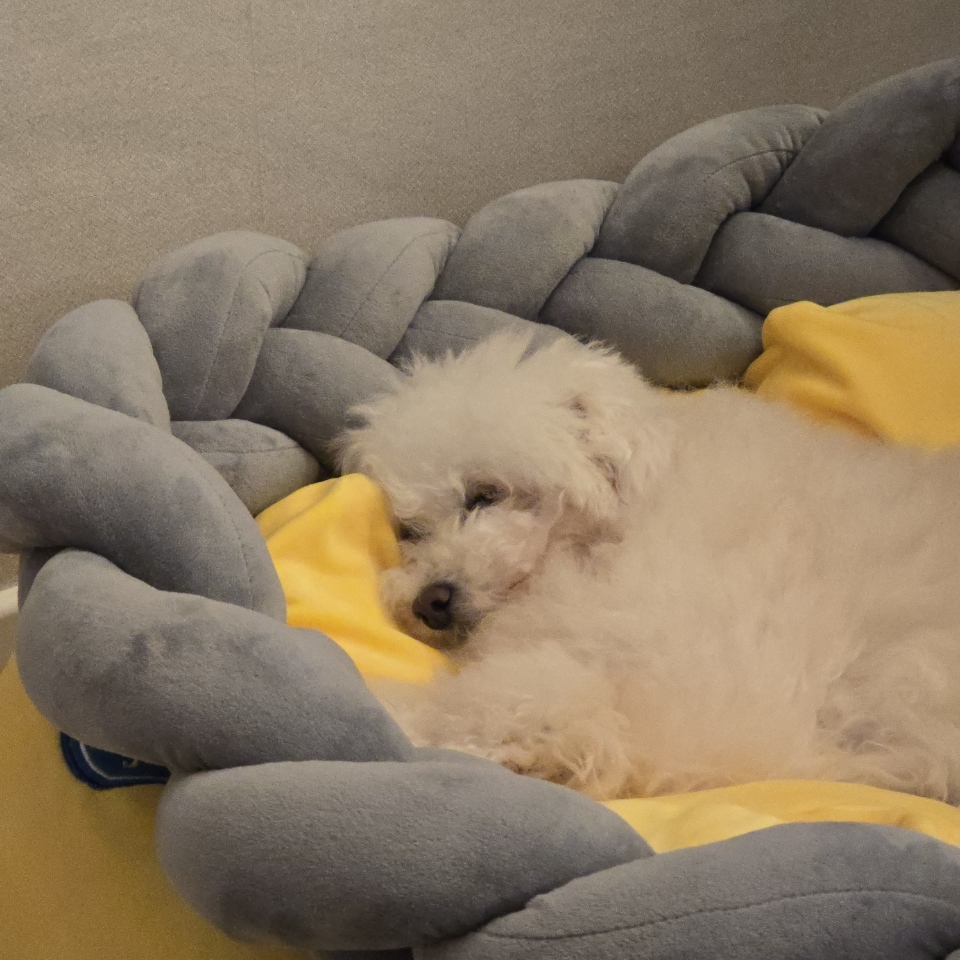 이제는 다동이가 된 푸즈 일주일 동안의 이야기﻿