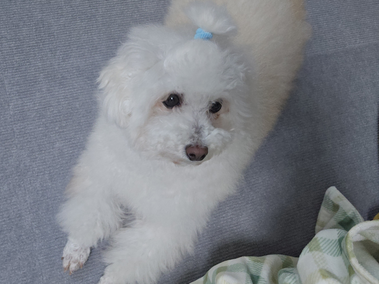 이제는 다동이가 된 푸즈 일주일 동안의 이야기﻿