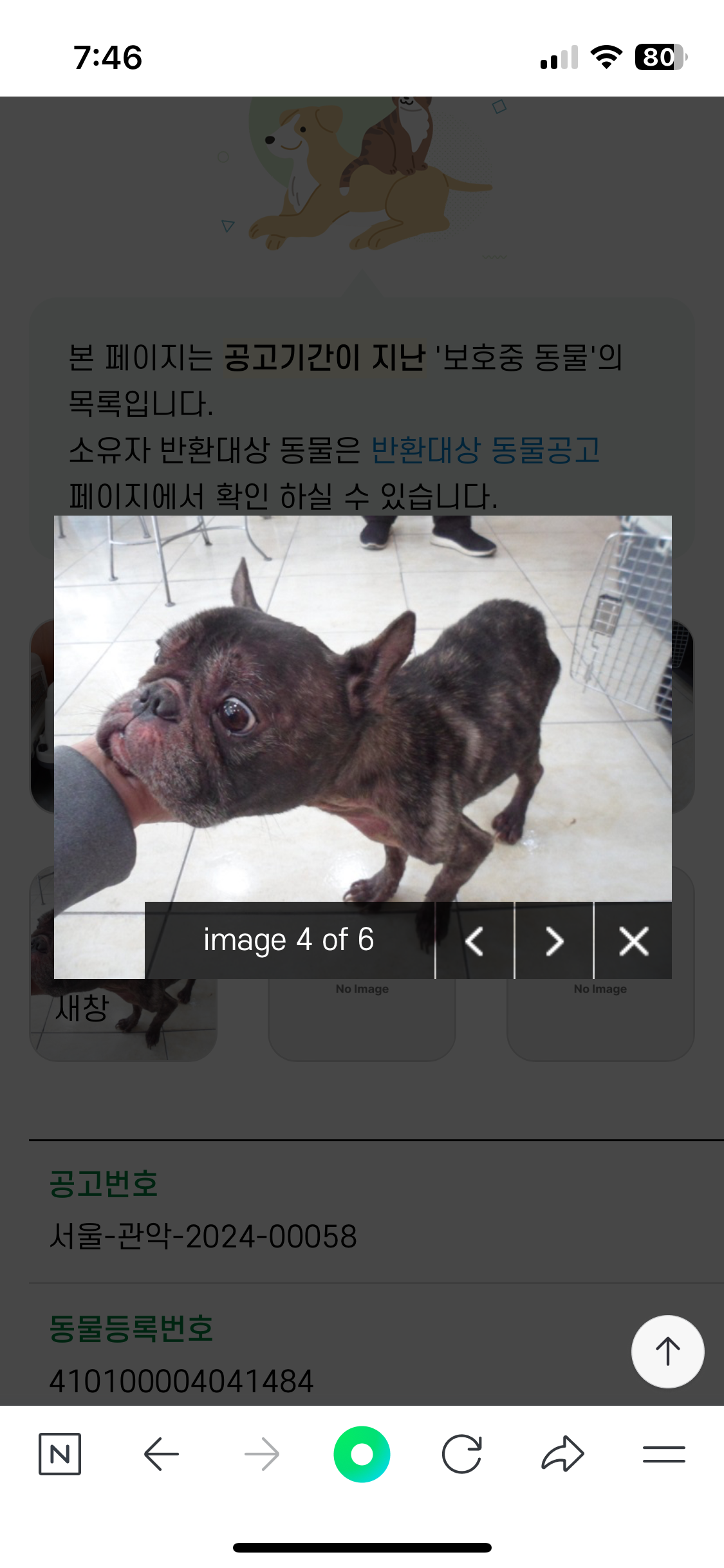 4년전 입양보낸아이가 유기되어 아파서 돌아왔습니다.