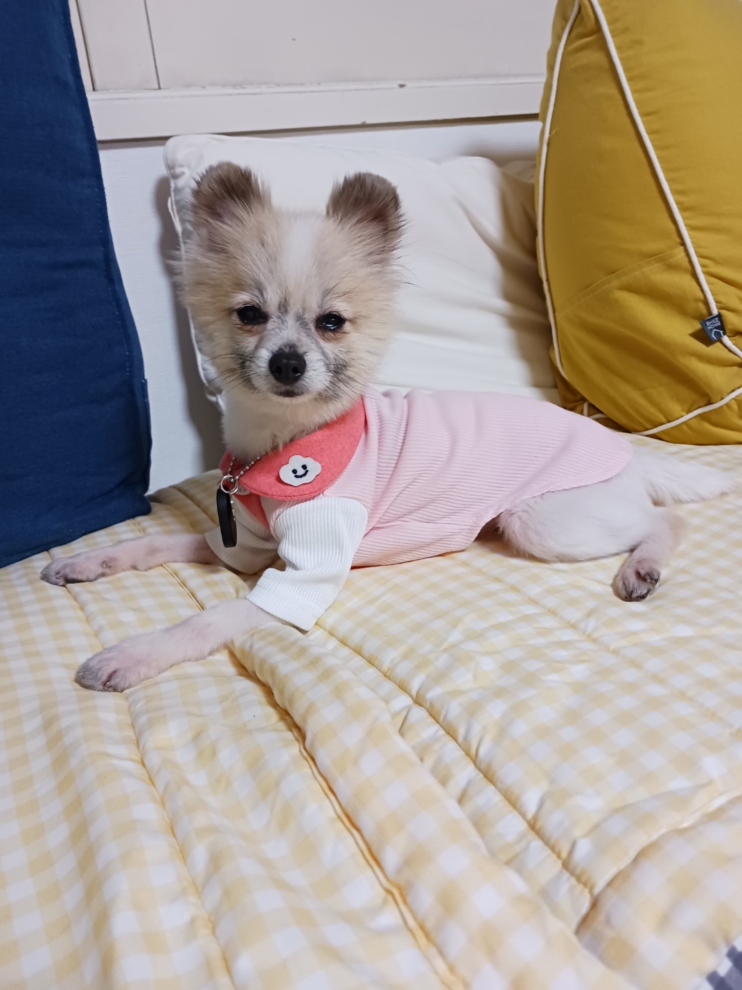 뽀빛 입양 일주일