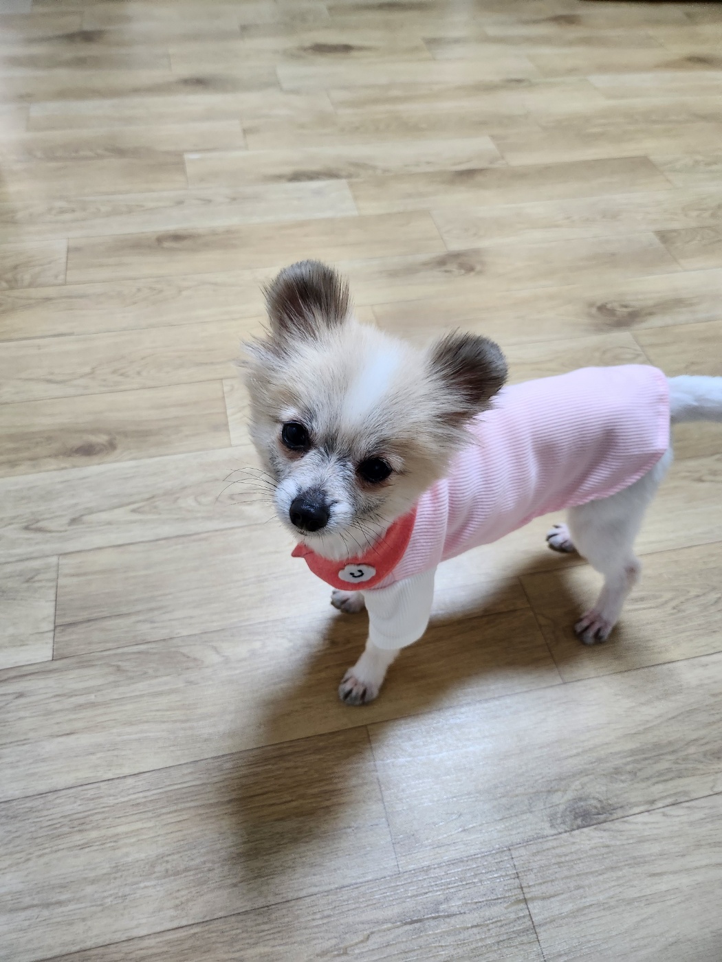 뽀빛 입양 일주일