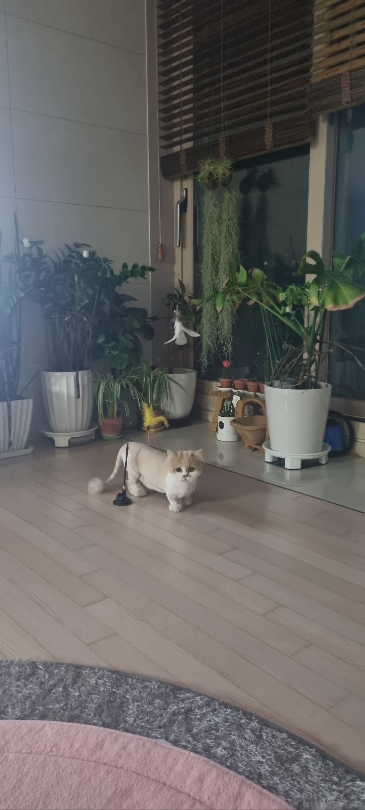 행복한 흑당&흑마늘 집이에요~~