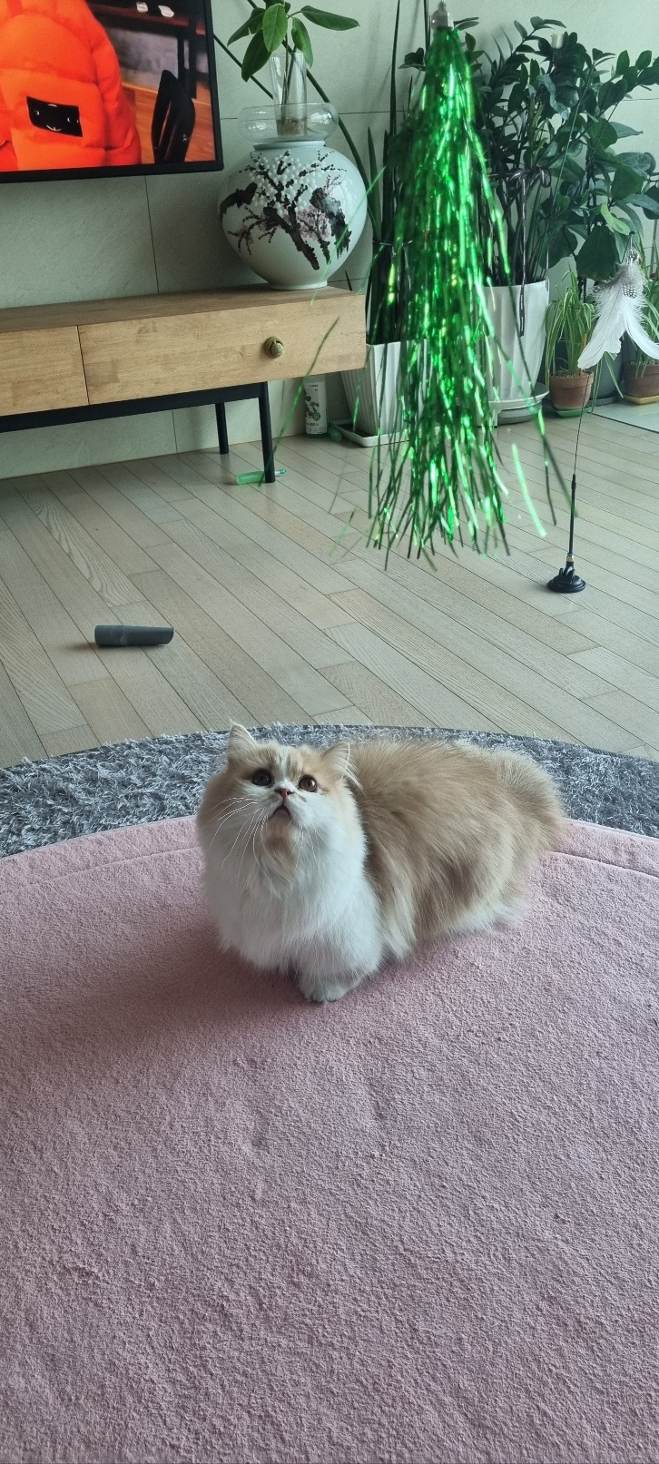 행복한 흑당&흑마늘 집이에요~~