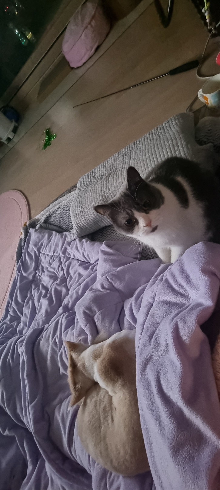 행복한 흑당&흑마늘 집이에요~~