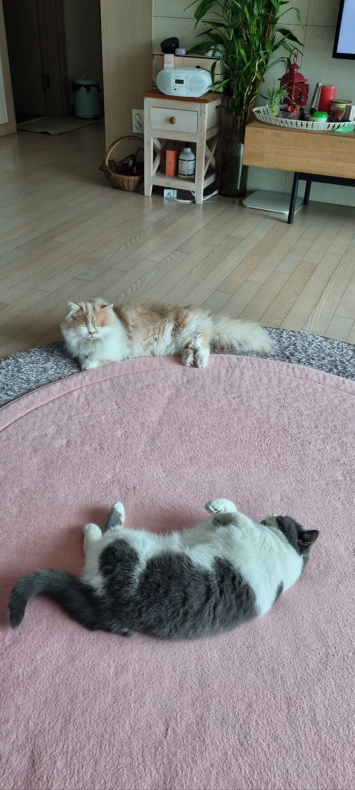 행복한 흑당&흑마늘 집이에요~~