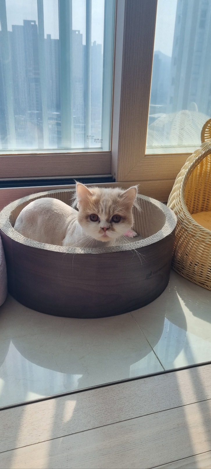 행복한 흑당&흑마늘 집이에요~~