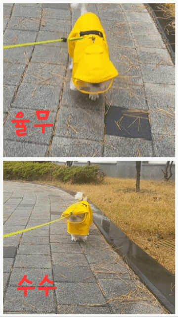 율무와 수수(춘식)와의 1년후기입니다^^
