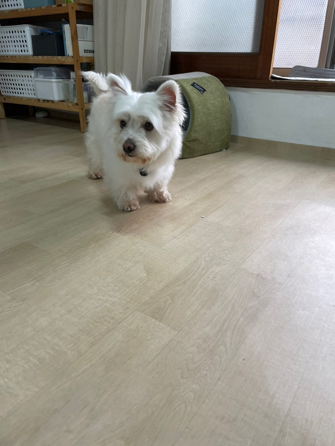 크리스탈의 입양후기
