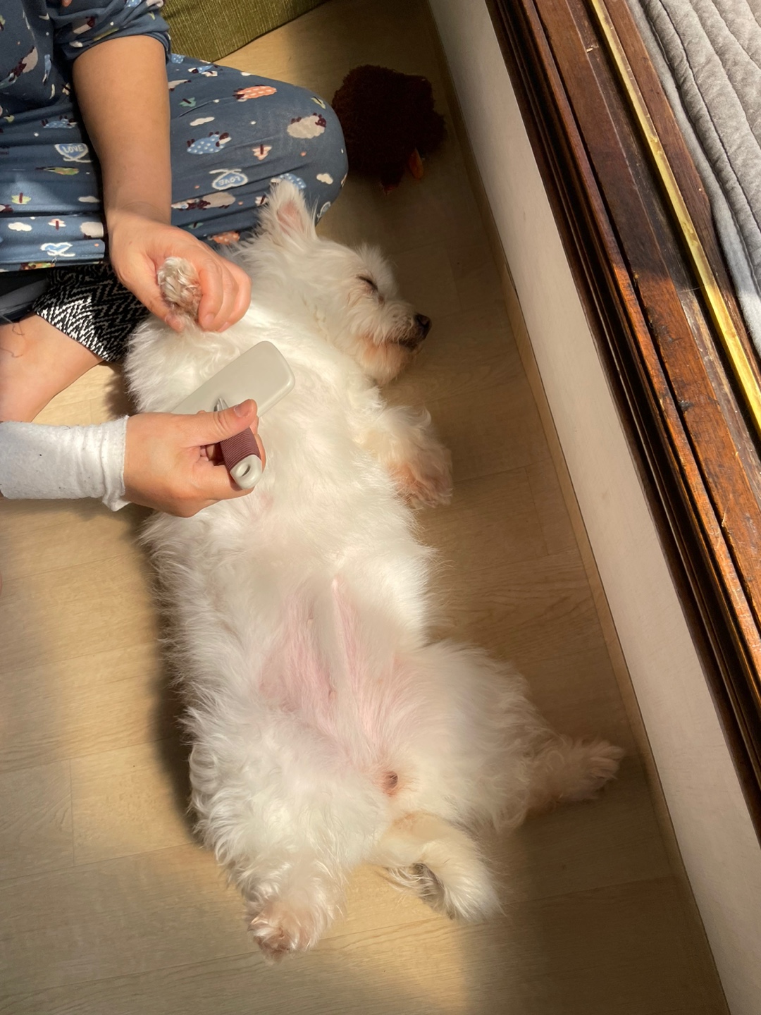 크리스탈의 입양후기