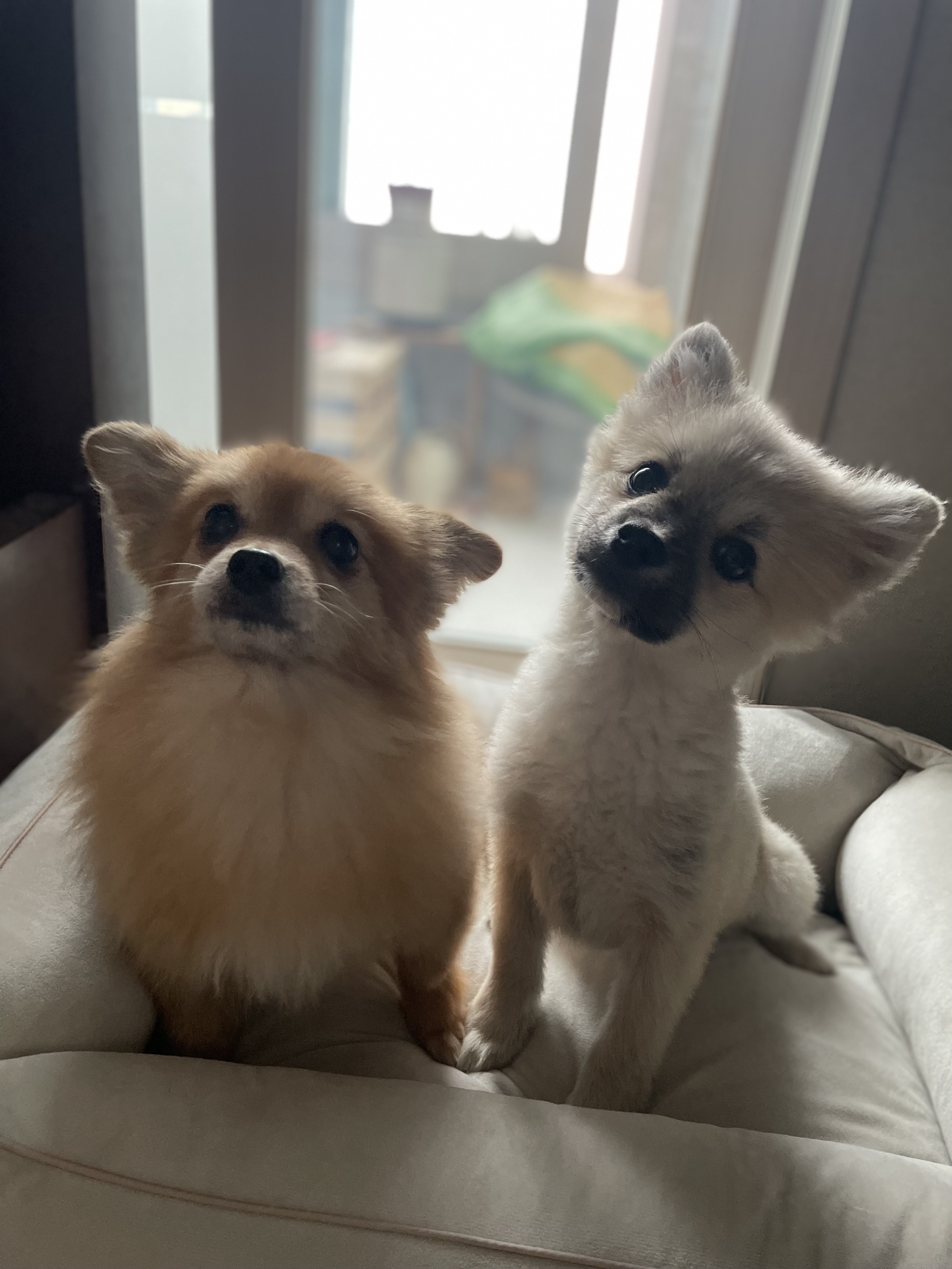 티거네 후추(보령번식장-보령이) 왔어요.일주일후기입니다.