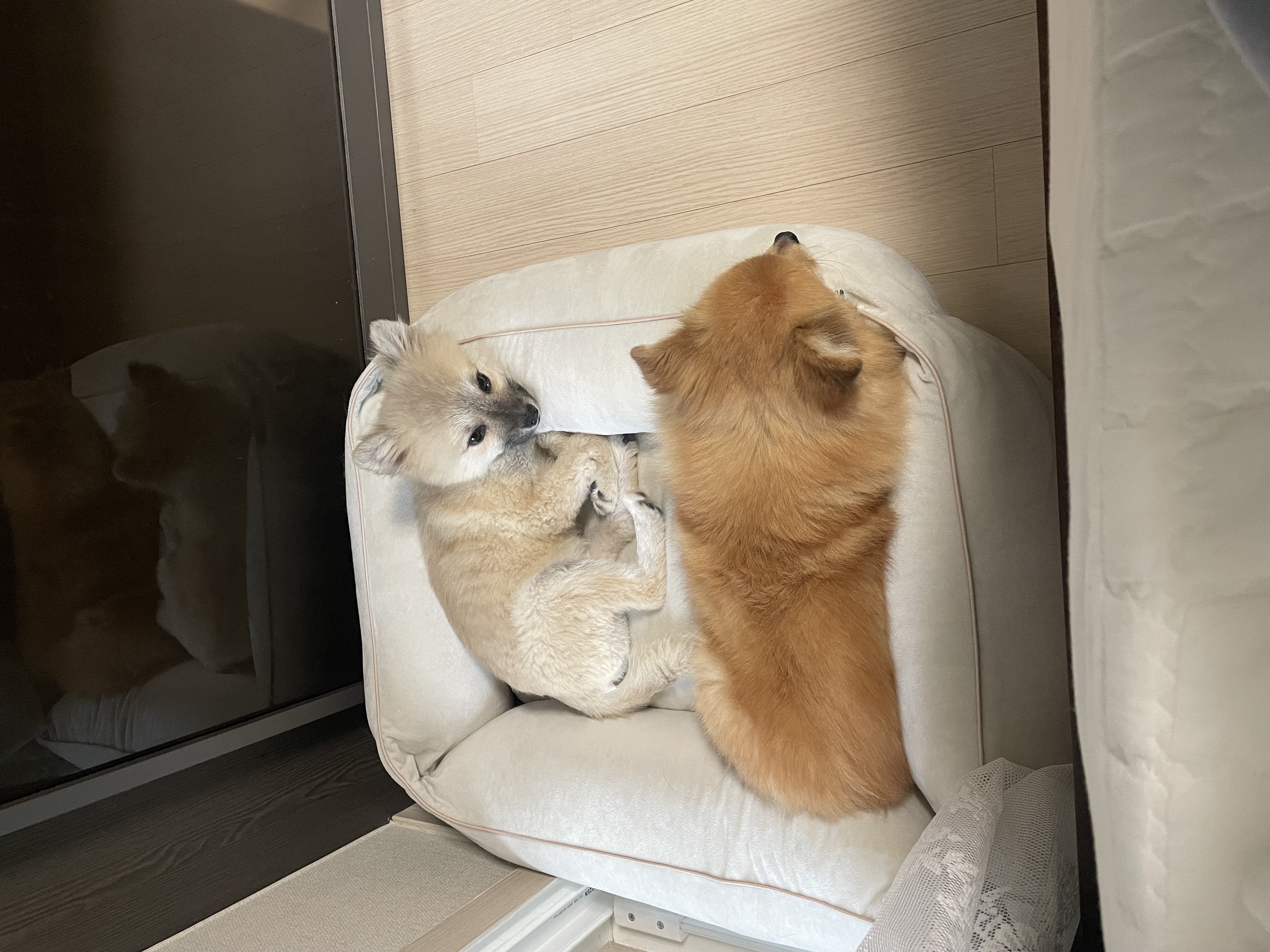 티거네 후추(보령번식장-보령이) 왔어요.일주일후기입니다.