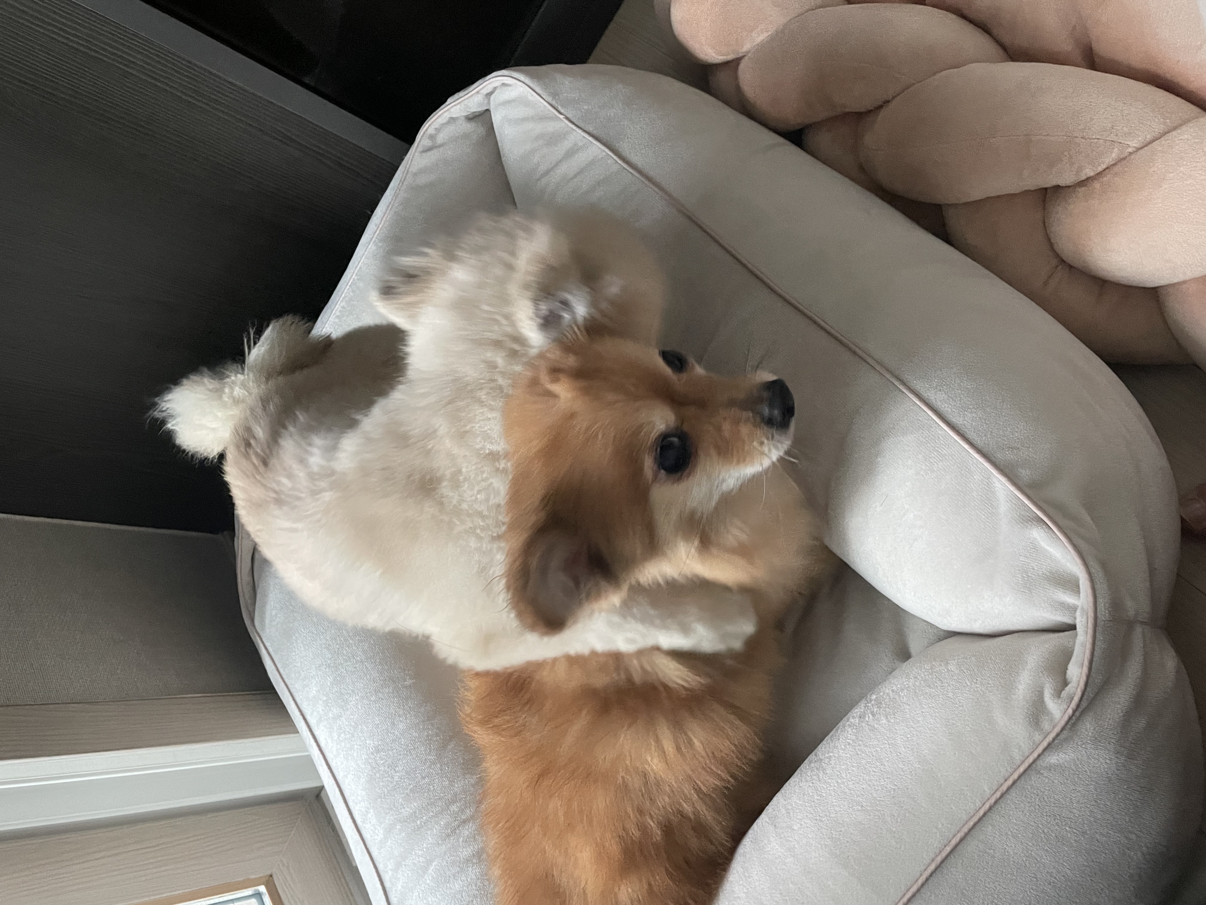 티거네 후추(보령번식장-보령이) 왔어요.일주일후기입니다.