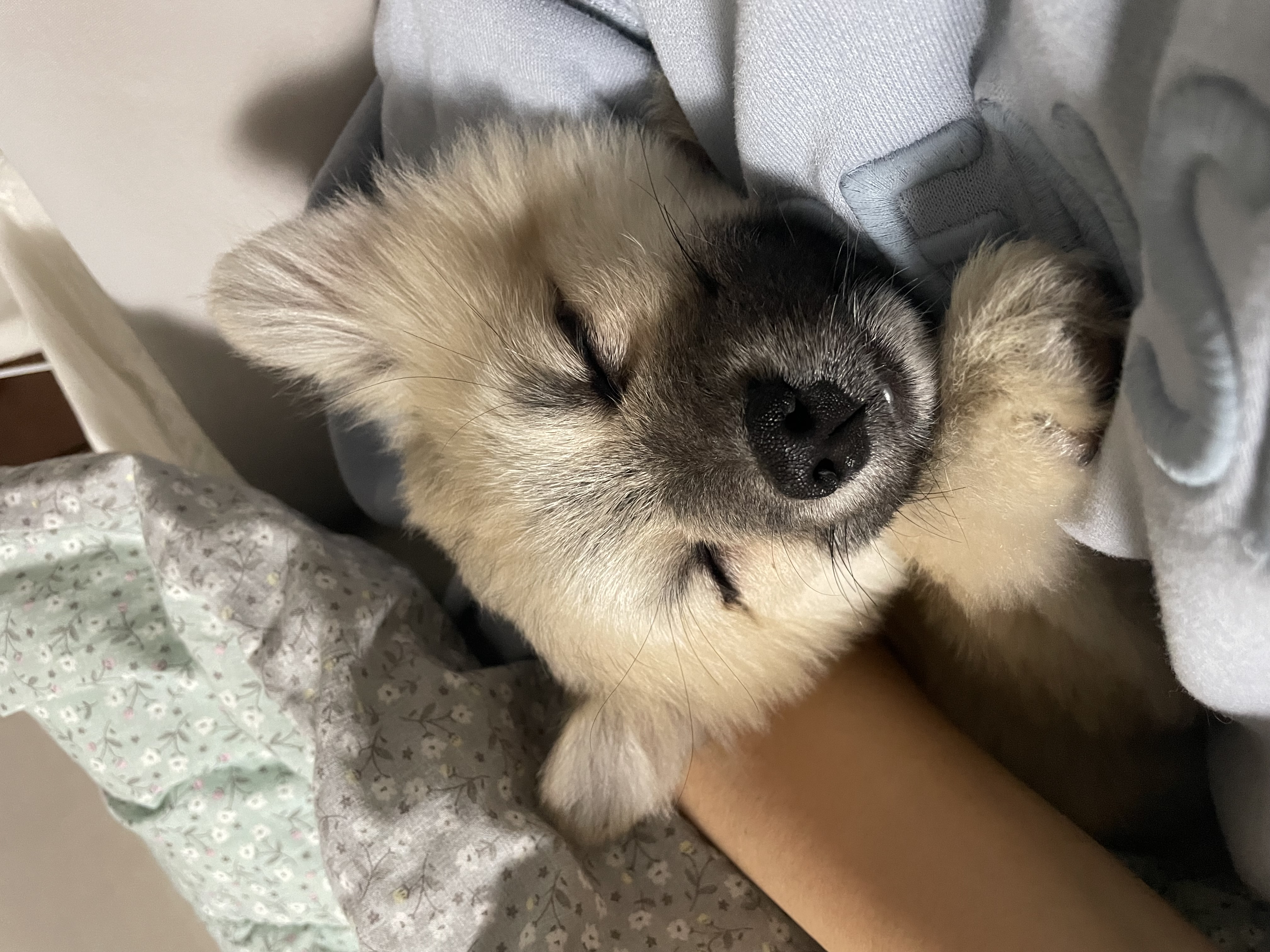티거네 후추(보령번식장-보령이) 왔어요.일주일후기입니다.