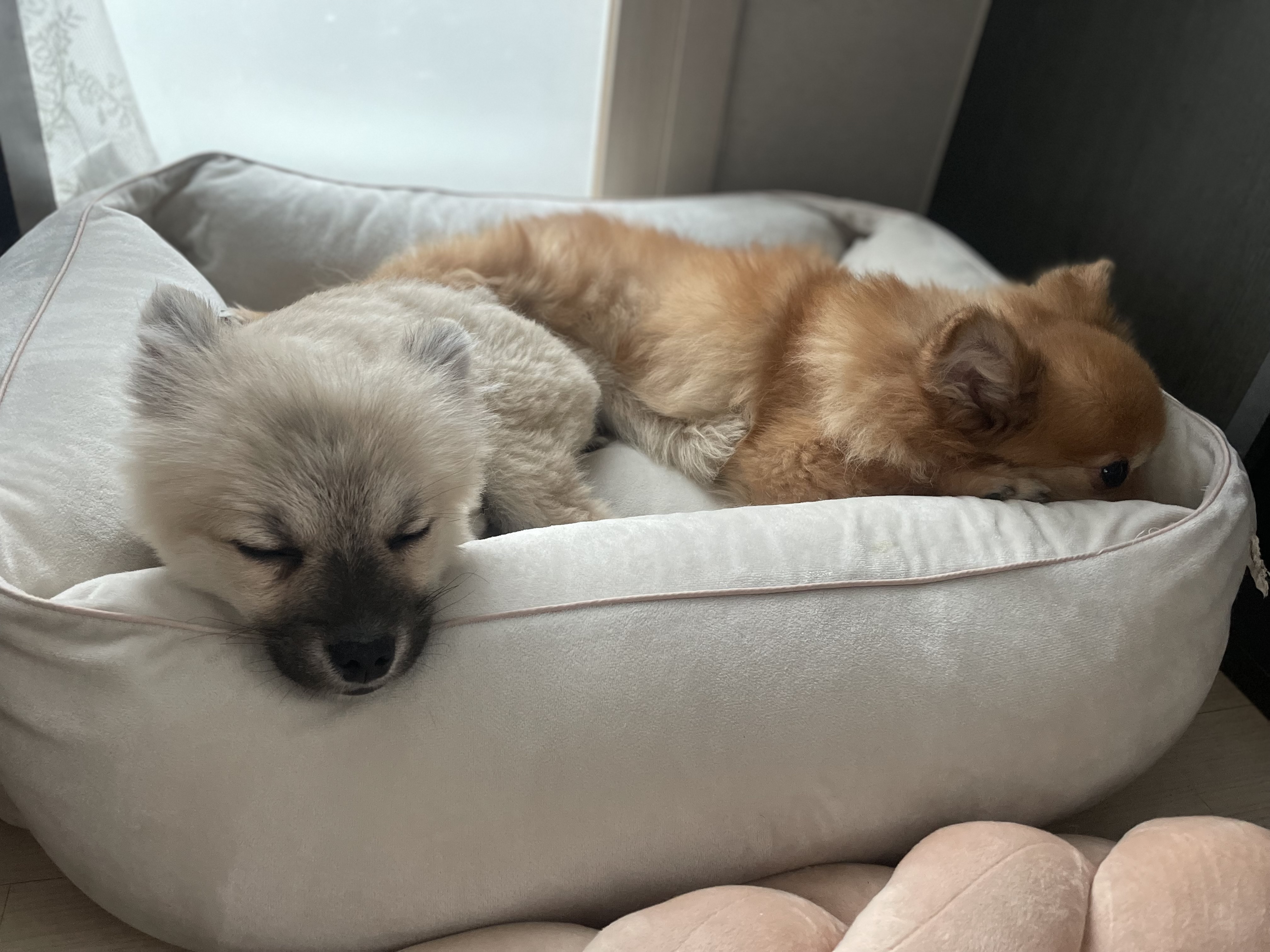 티거네 후추(보령번식장-보령이) 왔어요.일주일후기입니다.