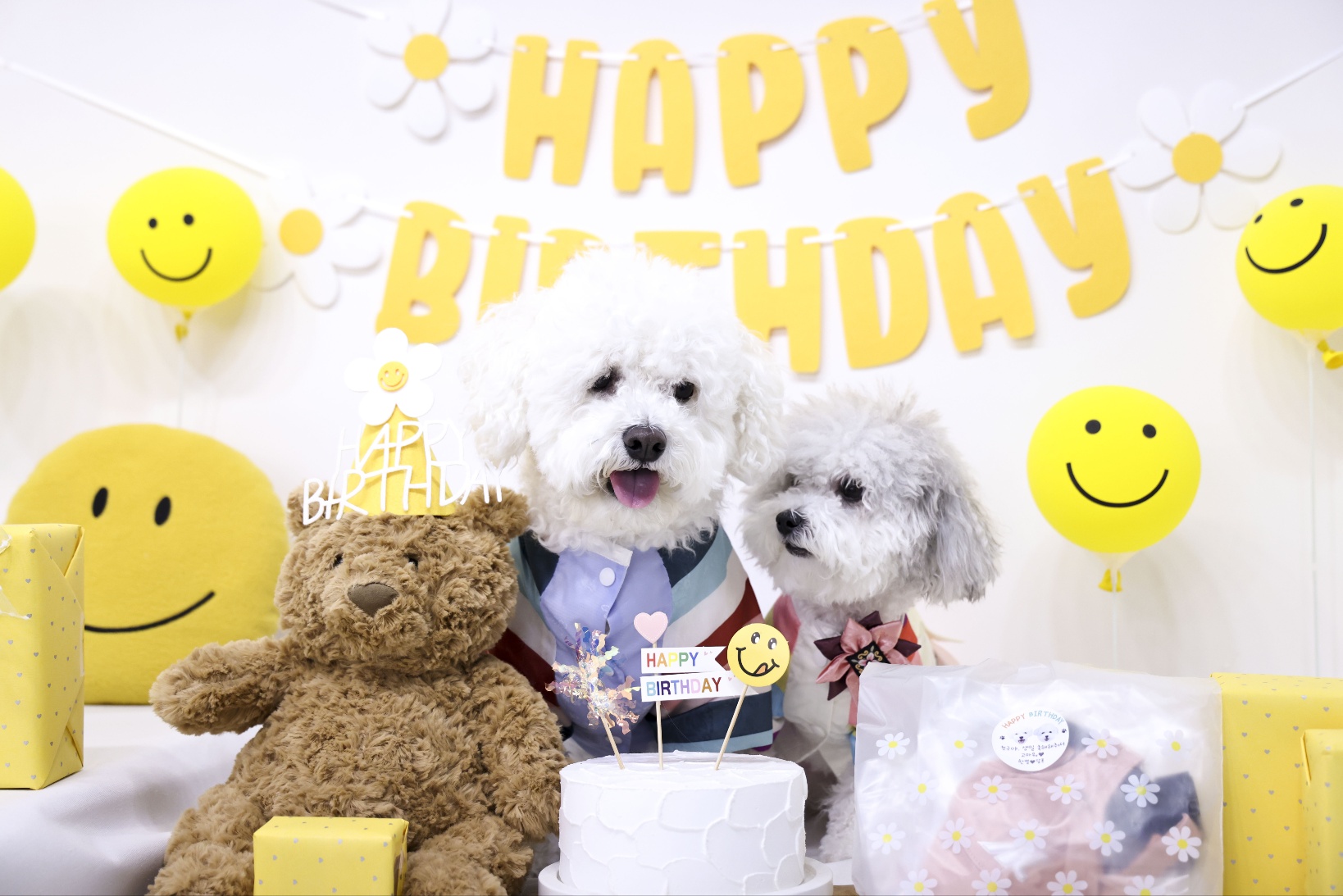 [임보]🧡달록이🧡의 10개월(원주구조견)