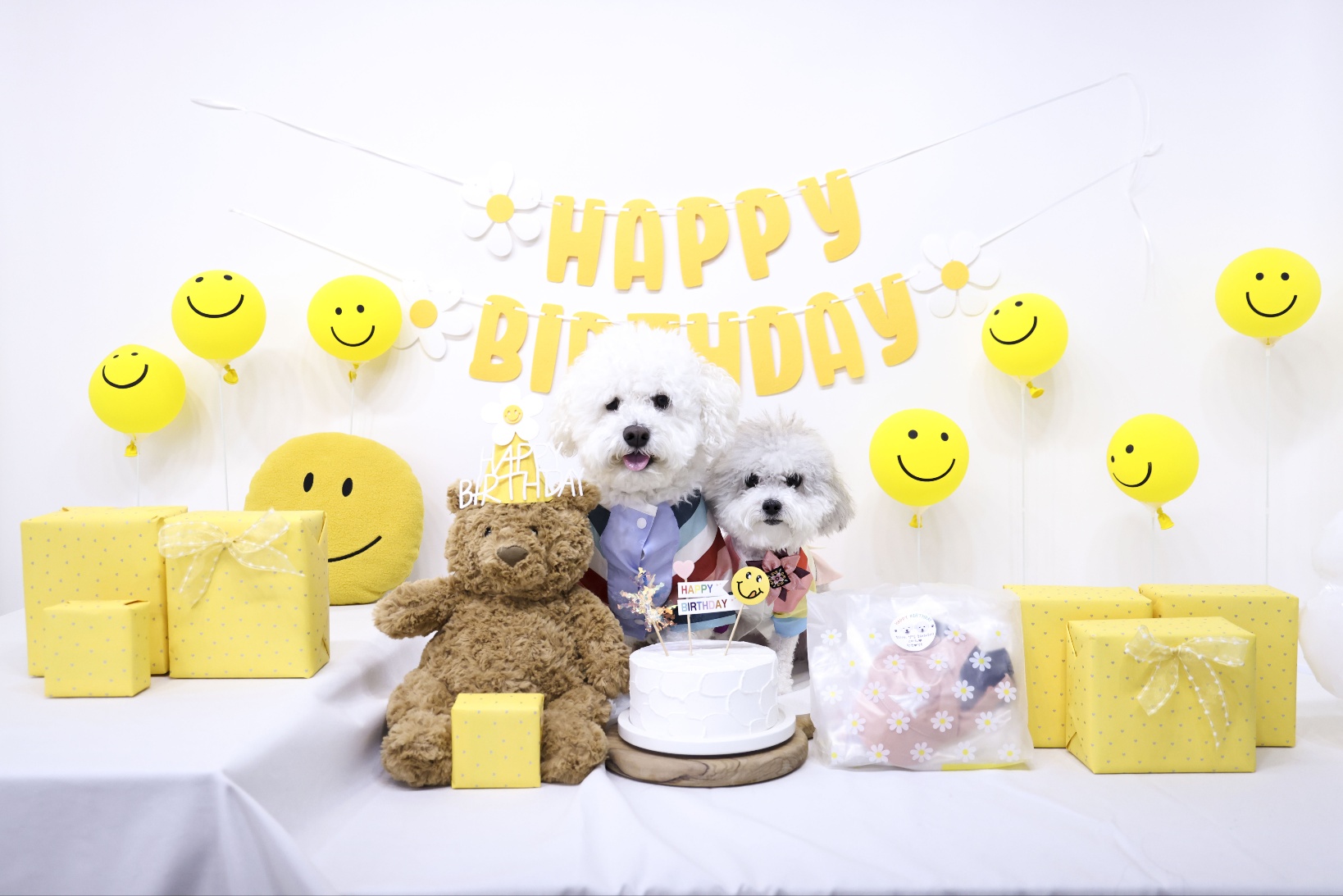 [임보]🧡달록이🧡의 10개월(원주구조견)
