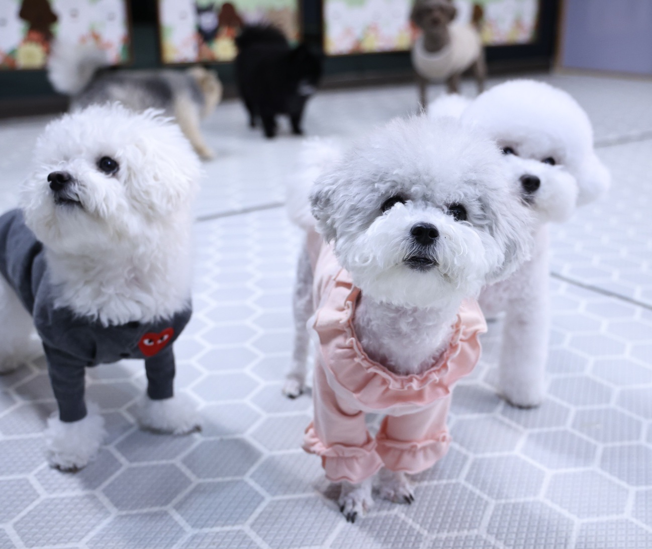 [임보]🧡달록이🧡의 10개월(원주구조견)