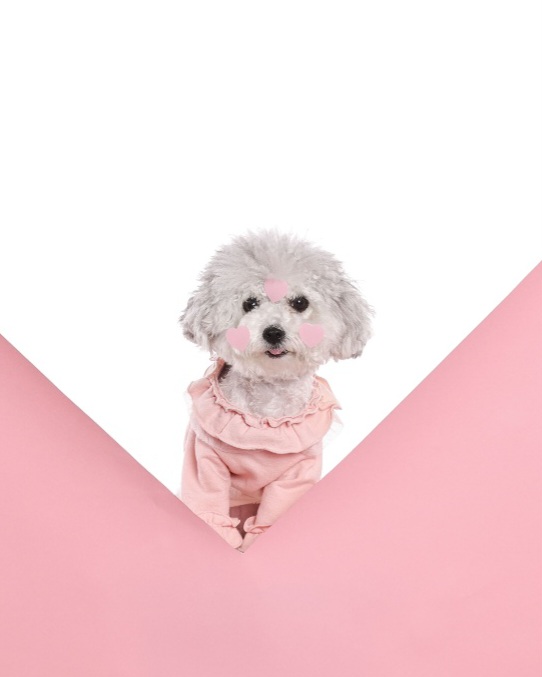 [임보]🧡달록이🧡의 10개월(원주구조견)
