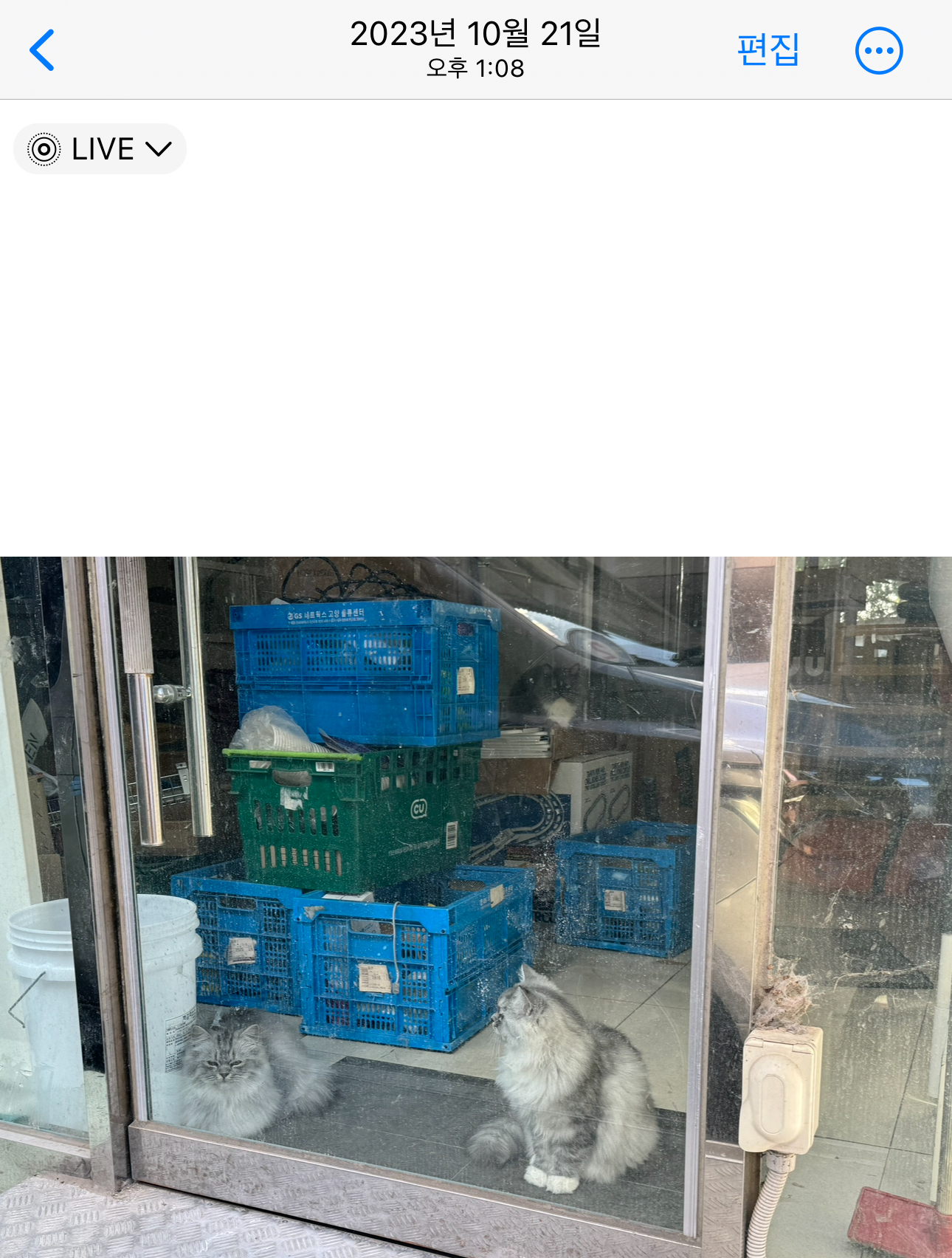 편의점 내부 1평도 안되는 열악한 환경의 창고에서 성묘 3마리와 낳은 새끼 4마리를 펫샵에 보내고 돈 받으려고 키웁니다