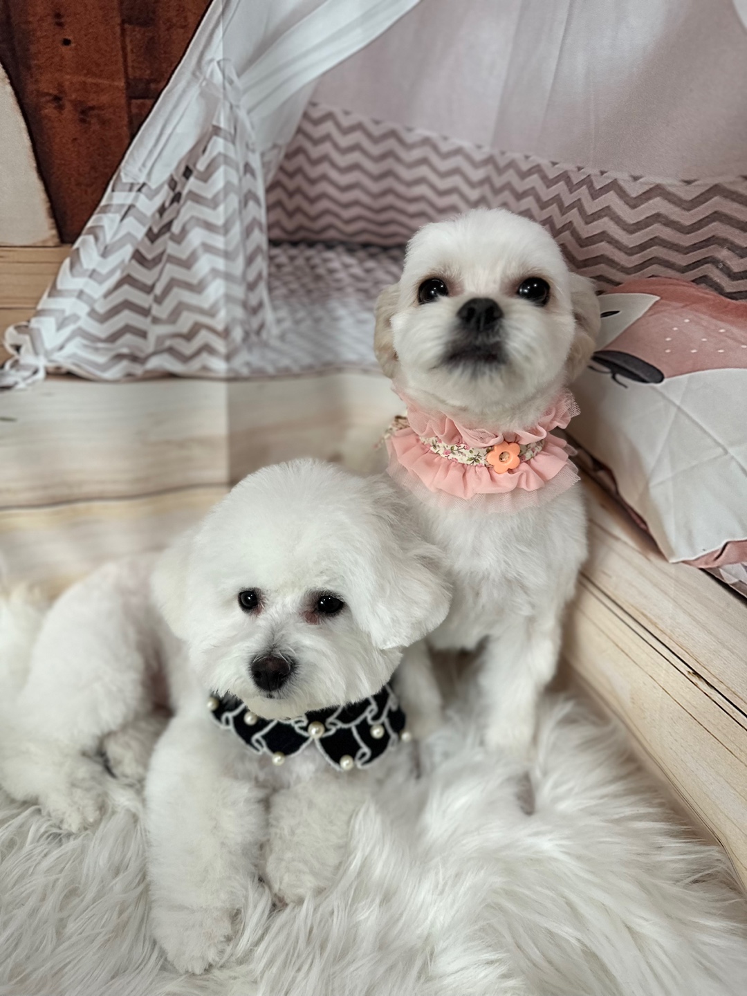 샤넬(구 아자)과 볼보(구 양삼이)