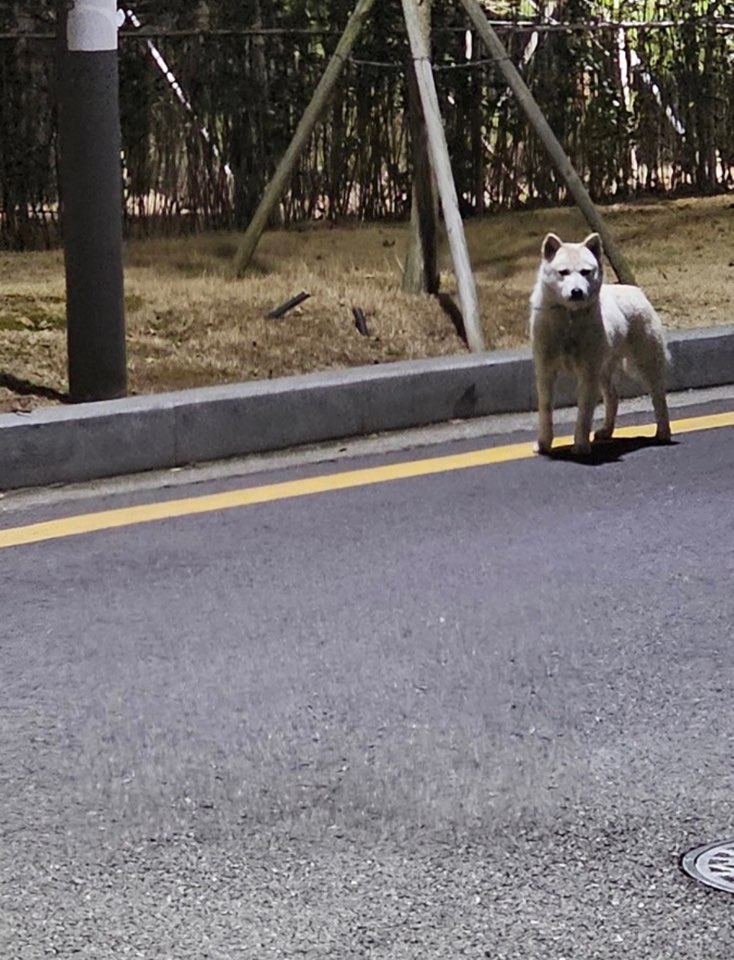 끊어진 목줄을 달고 매일 8차선을 뛰어드는 진도아이를 도와주세요.