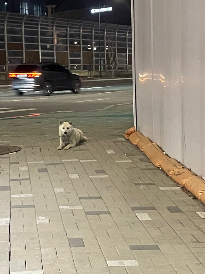 끊어진 목줄을 달고 매일 8차선을 뛰어드는 진도아이를 도와주세요.