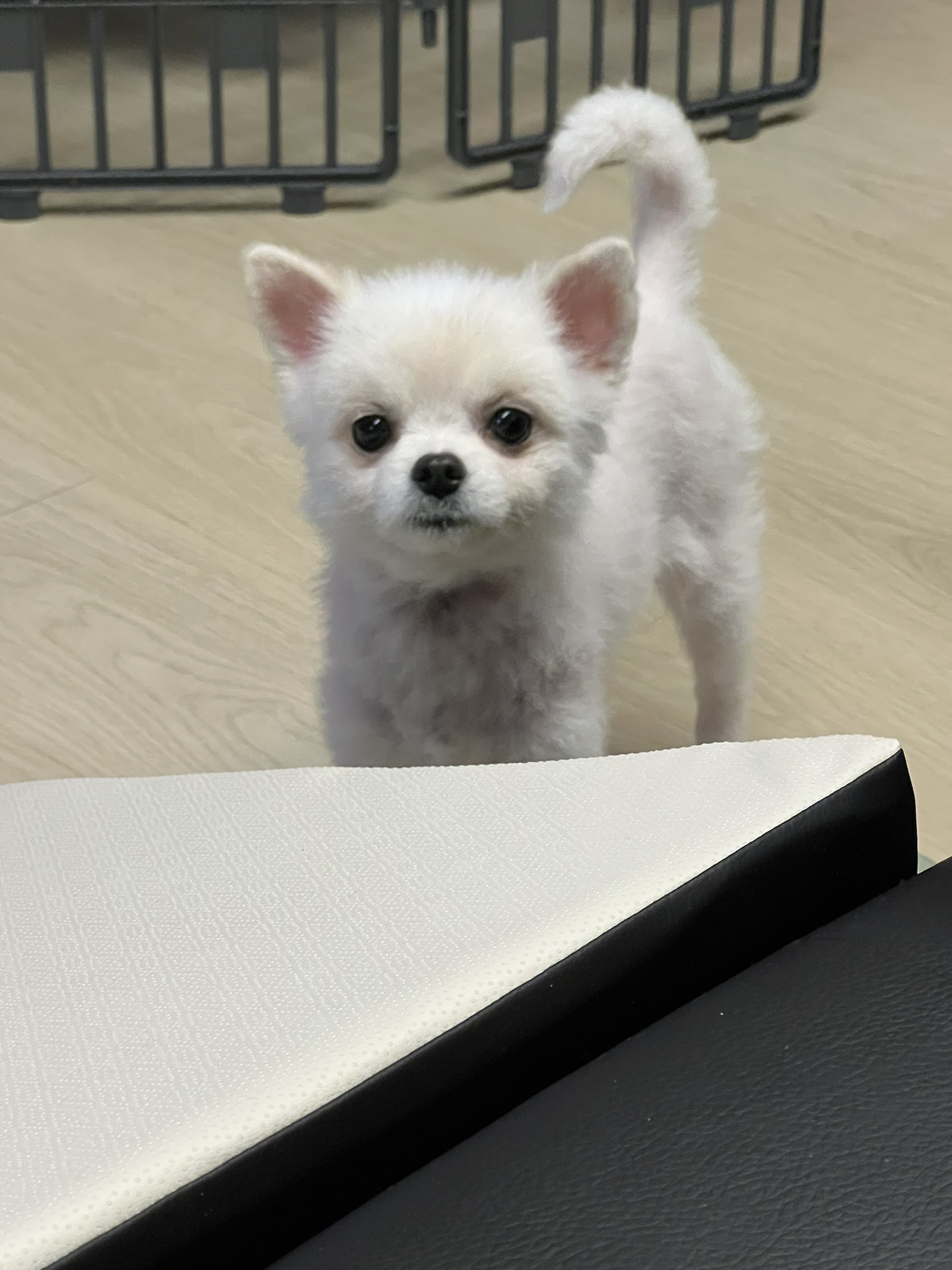 슈크 입양 일주일 후기
