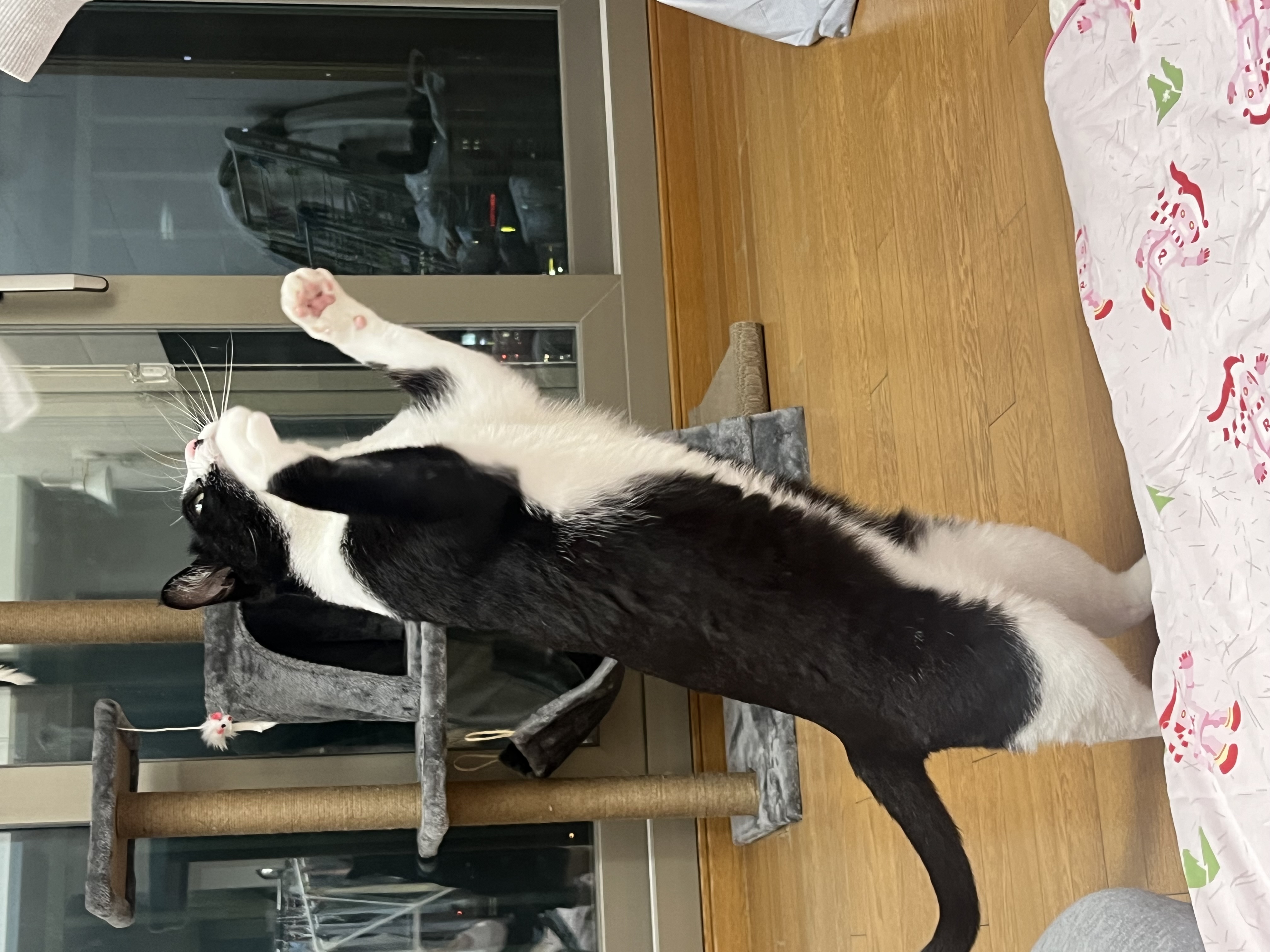 어겐이&바든이 입양 일주일차 후기🐾