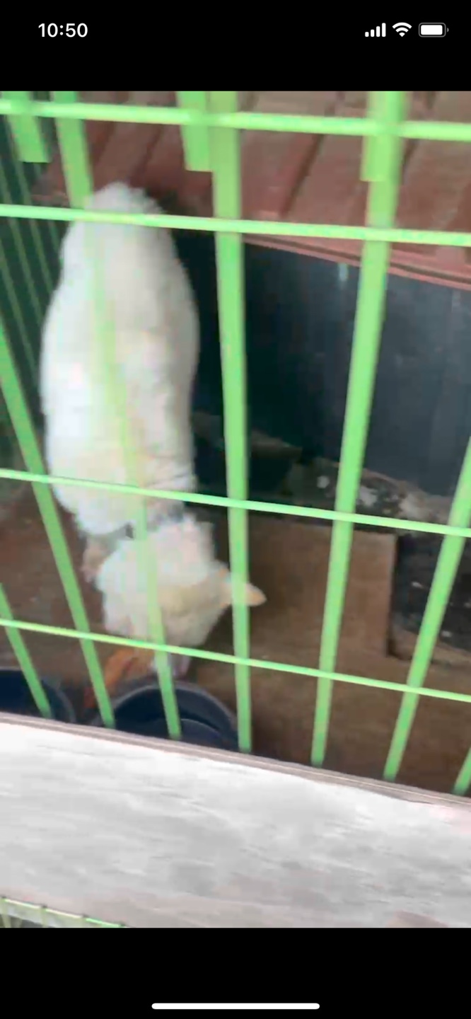 강아지 방치.