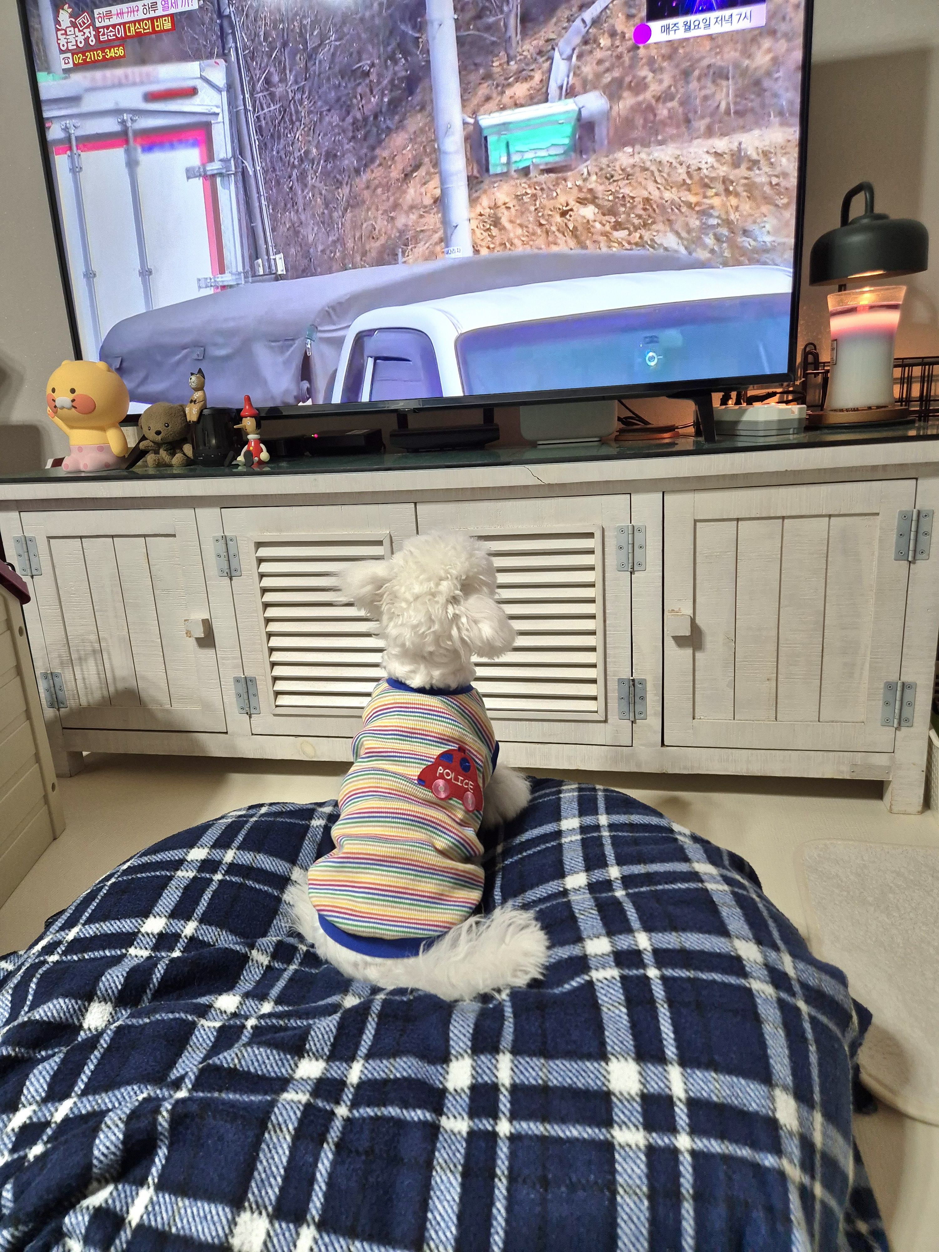 다온(푸양이) & 누림(양이) 세번째 소식입니다