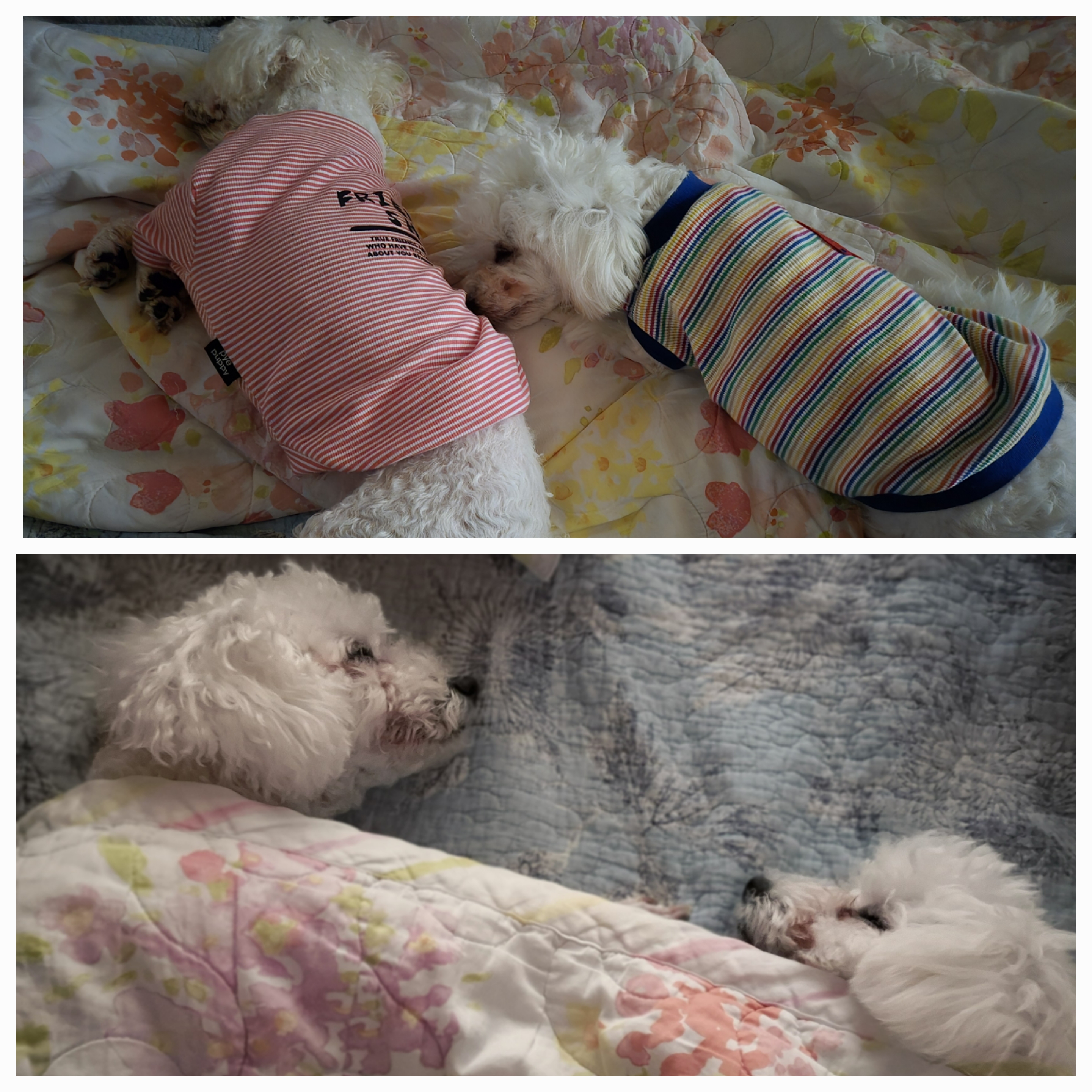 다온(푸양이) & 누림(양이) 세번째 소식입니다