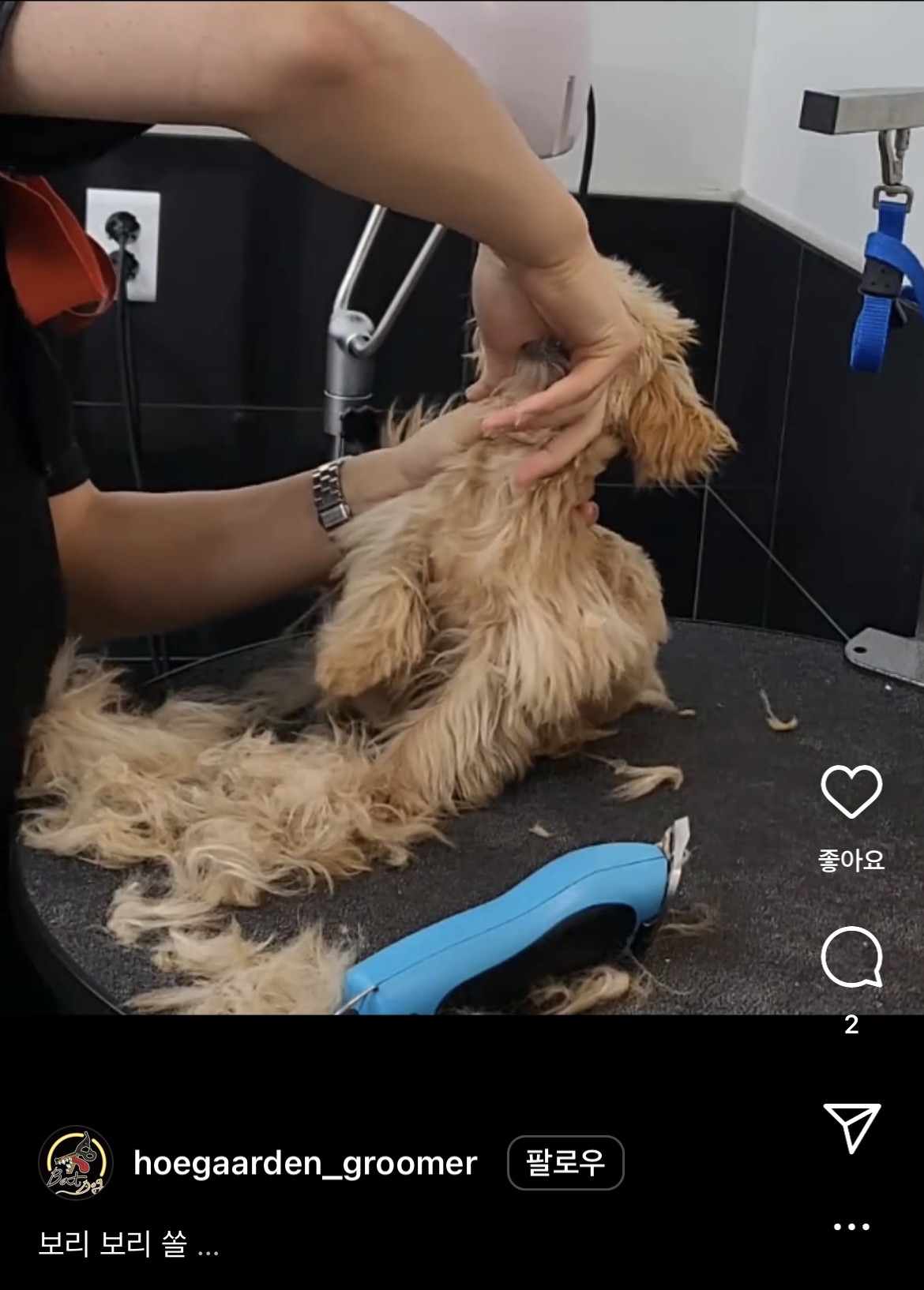 훈련 미용실로 포장한 학대 입니다 