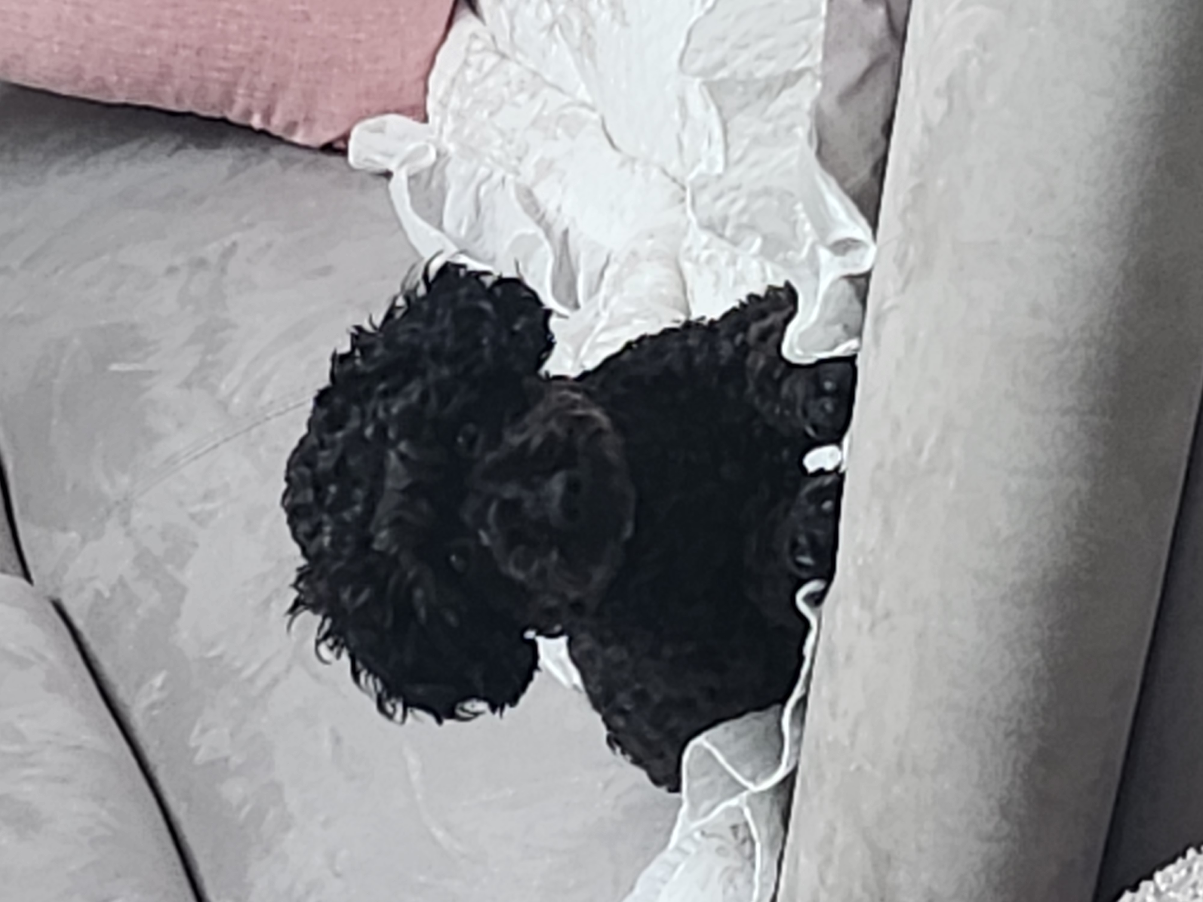 예쁜애기 까푸.  .