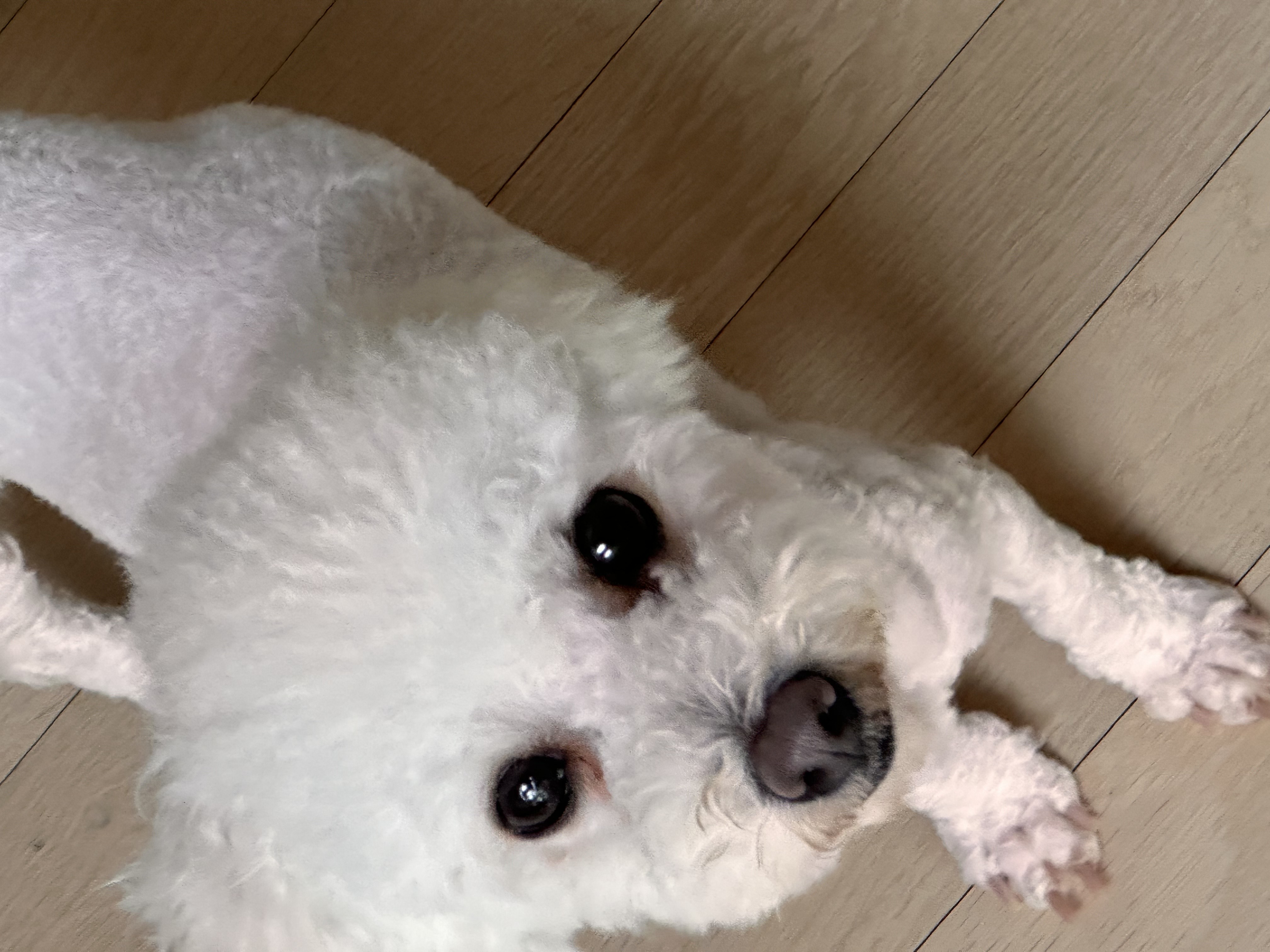 모찌(전이름 아름이)의 일주일 적응기