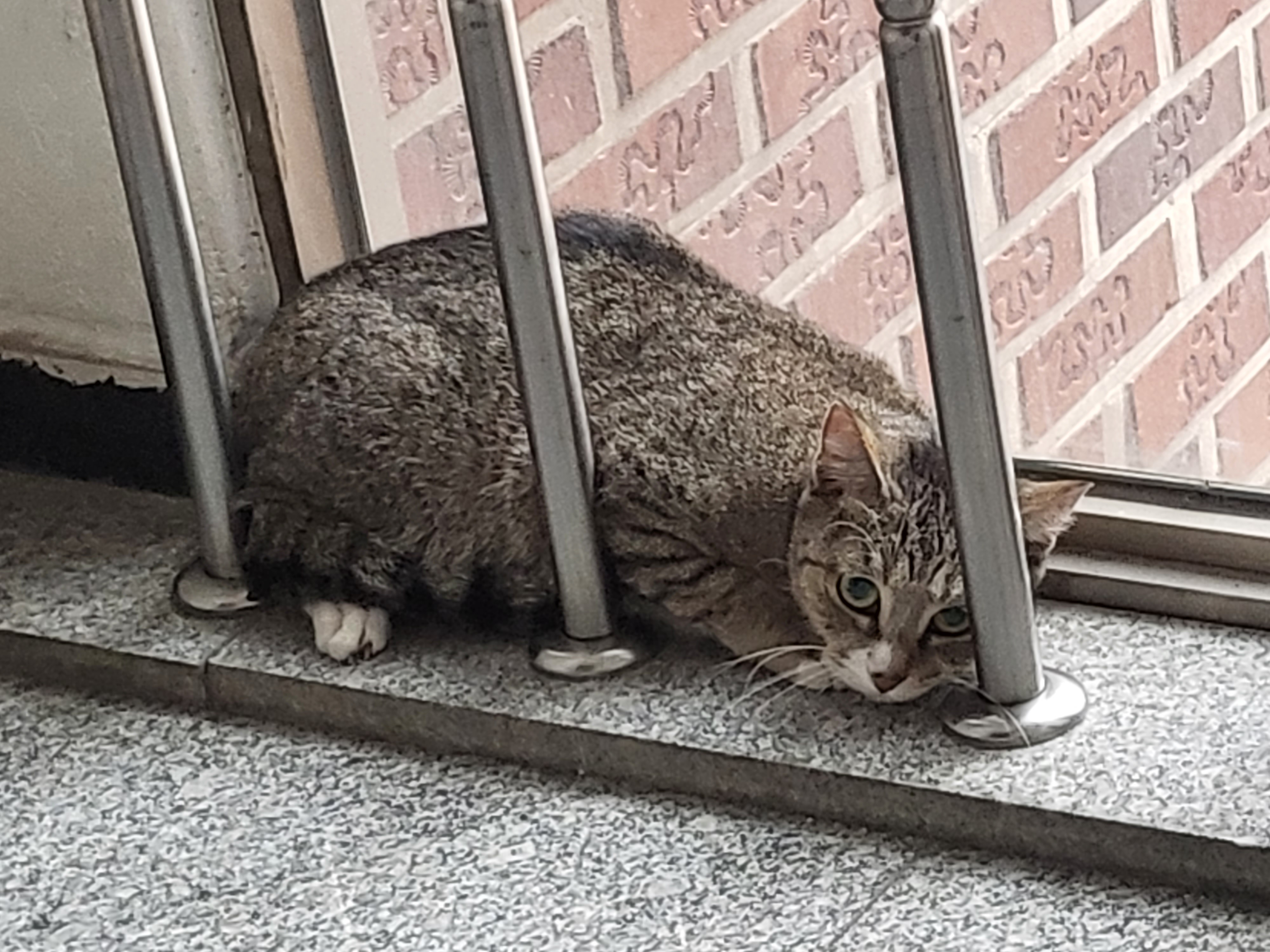 고양이 학대사망 의심건 신고합니다