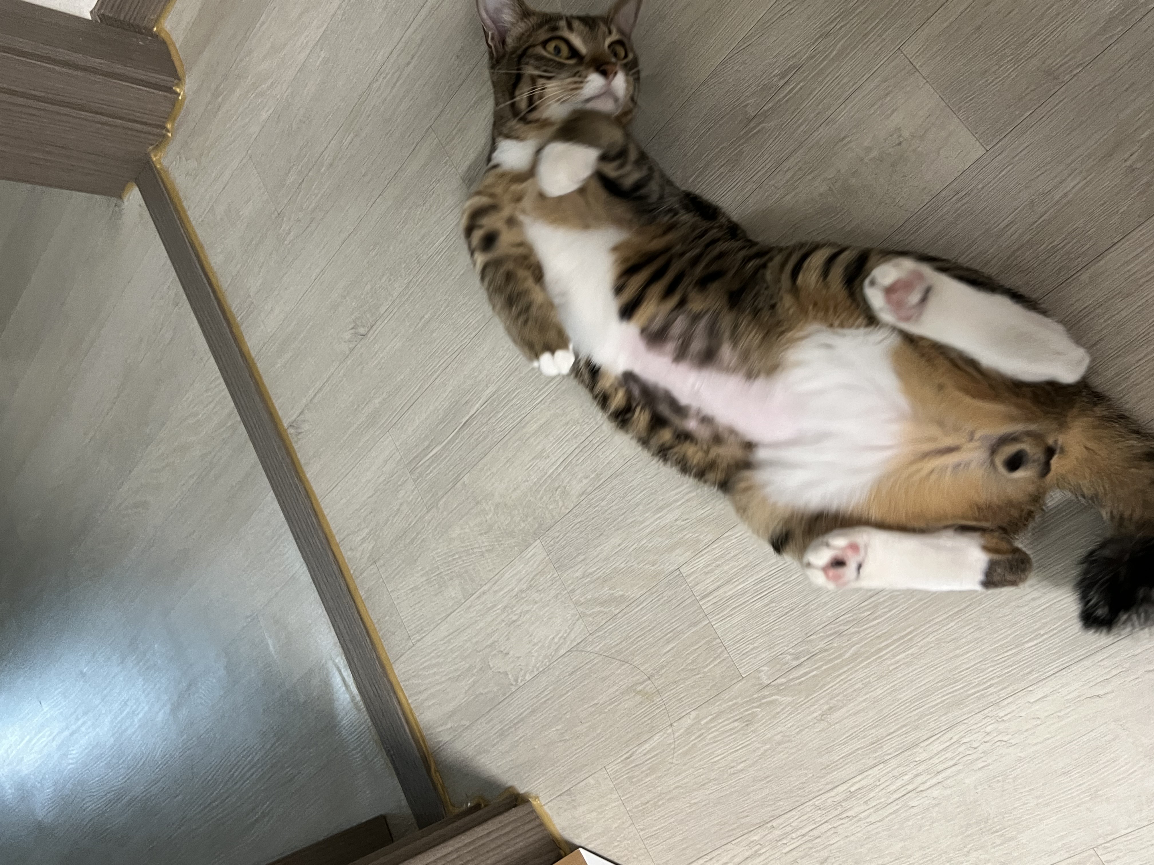 사튼이